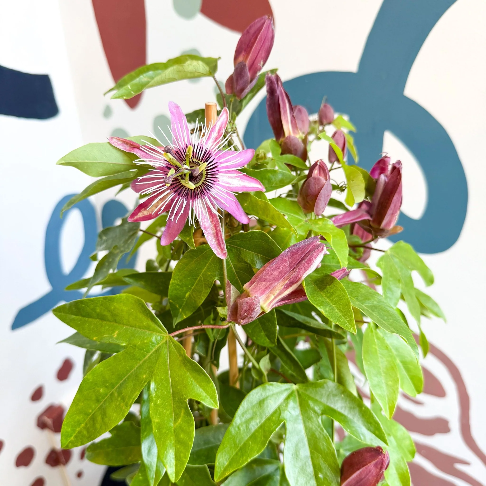 Passiflora × violacea ‘Victoria’ - Pink Passionflower - Image 2