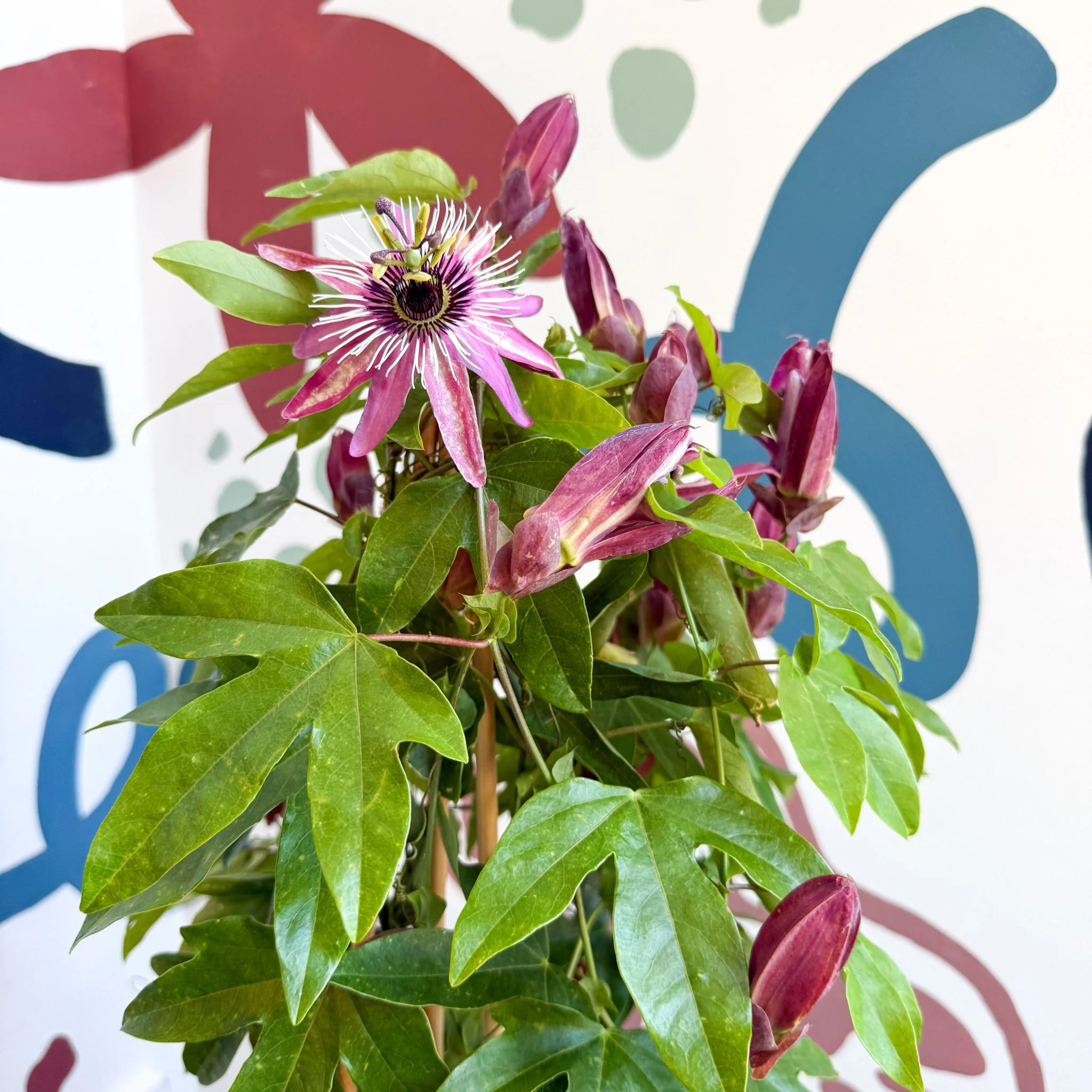 Passiflora × violacea ‘Victoria’ - Pink Passionflower - Image 20