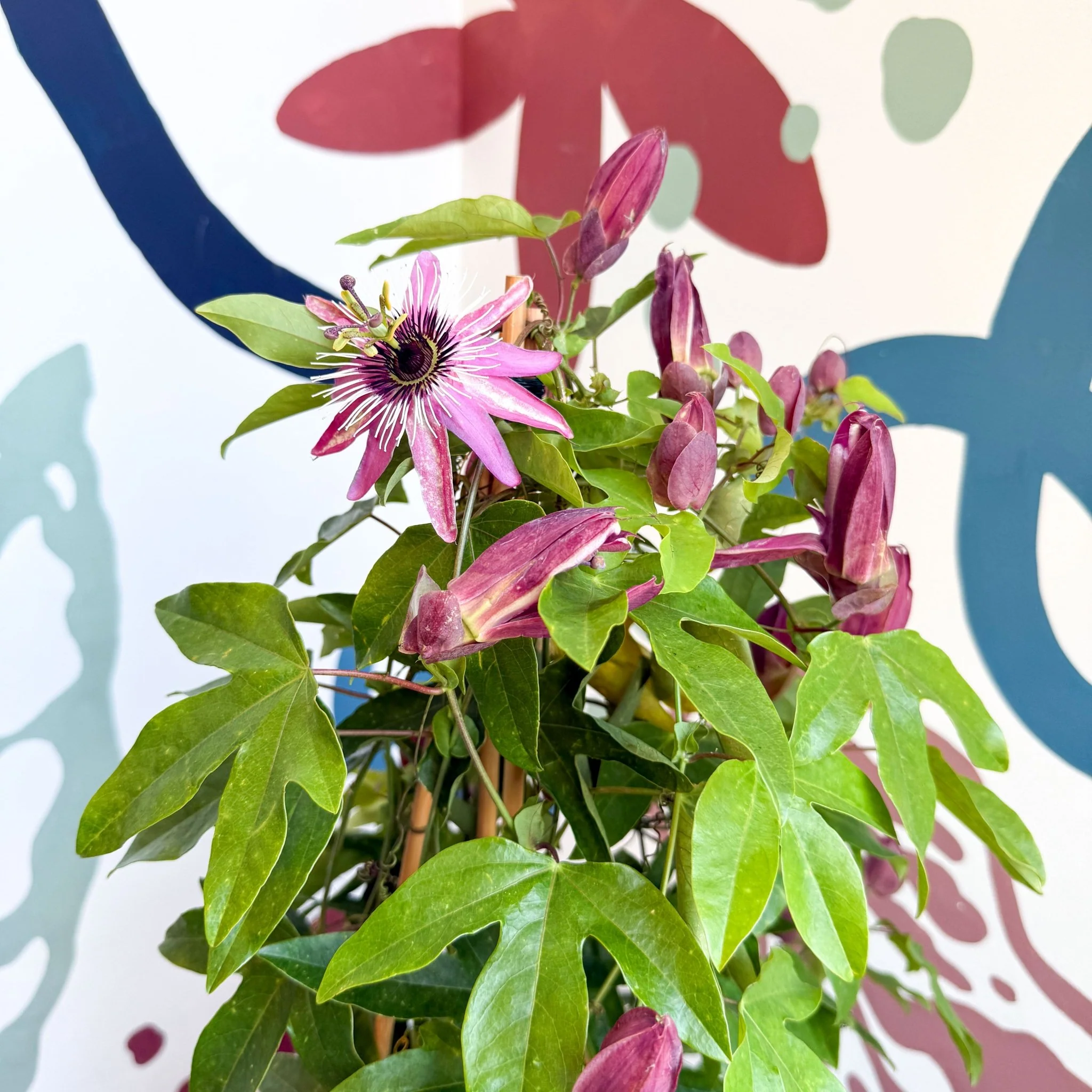 Passiflora × violacea ‘Victoria’ - Pink Passionflower - Image 21