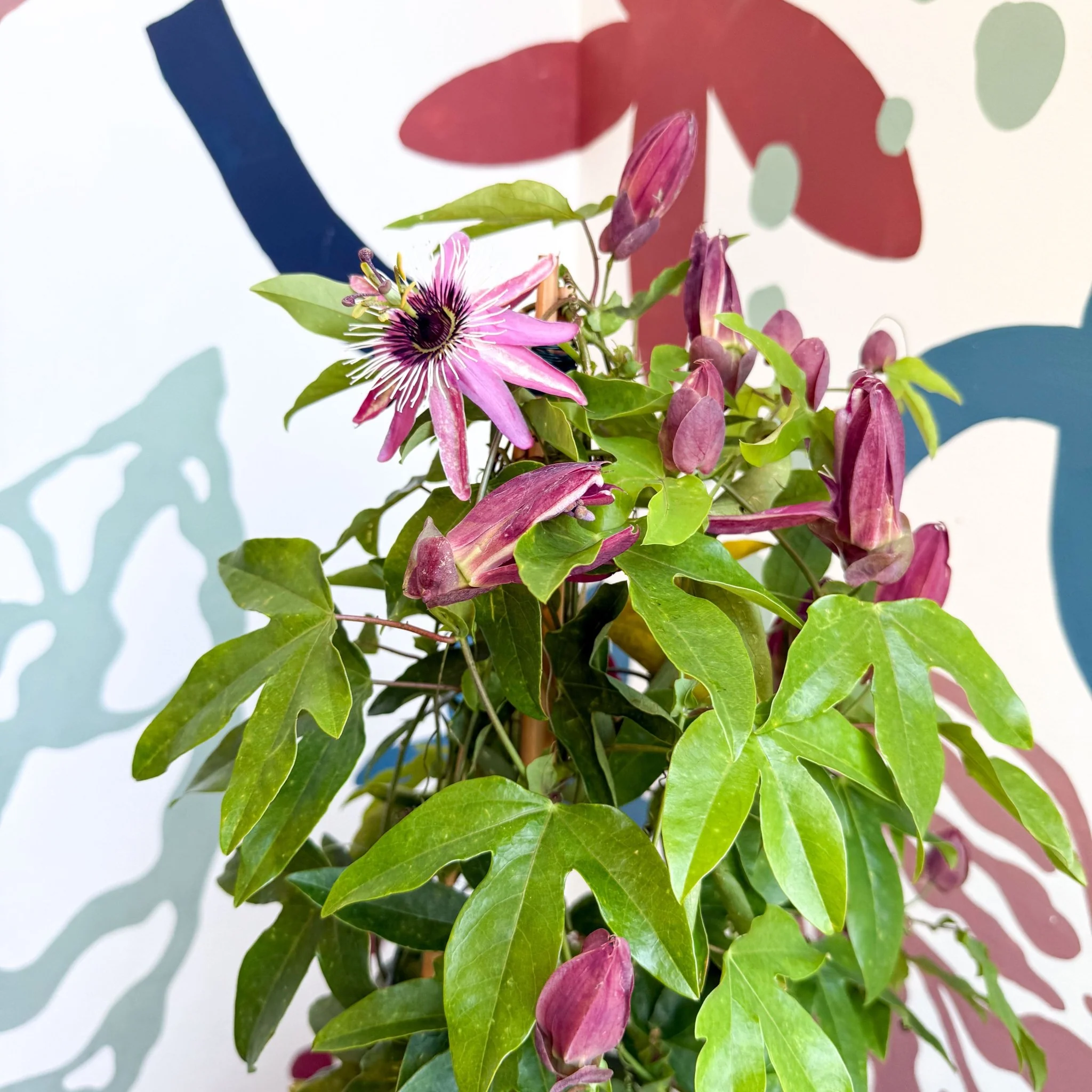 Passiflora × violacea ‘Victoria’ - Pink Passionflower - Image 22