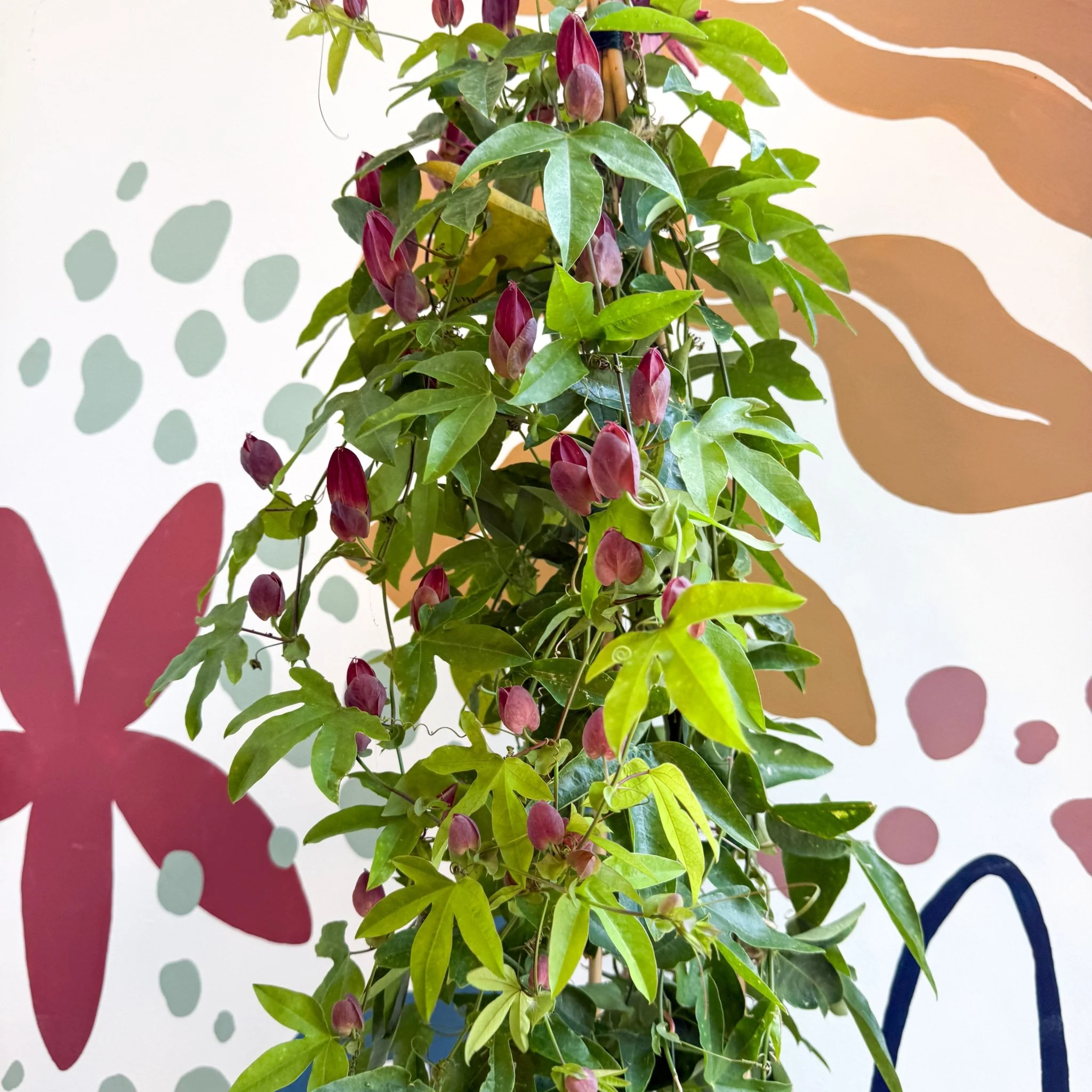 Passiflora × violacea ‘Victoria’ - Pink Passionflower - Image 25