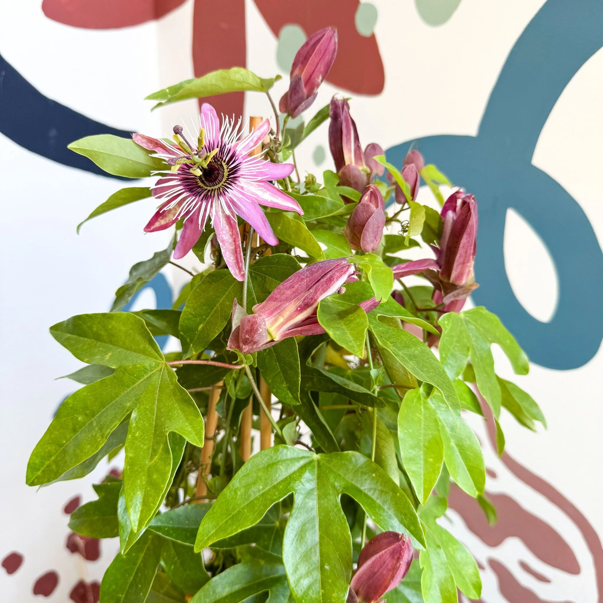 Passiflora × violacea ‘Victoria’ - Pink Passionflower - Image 26