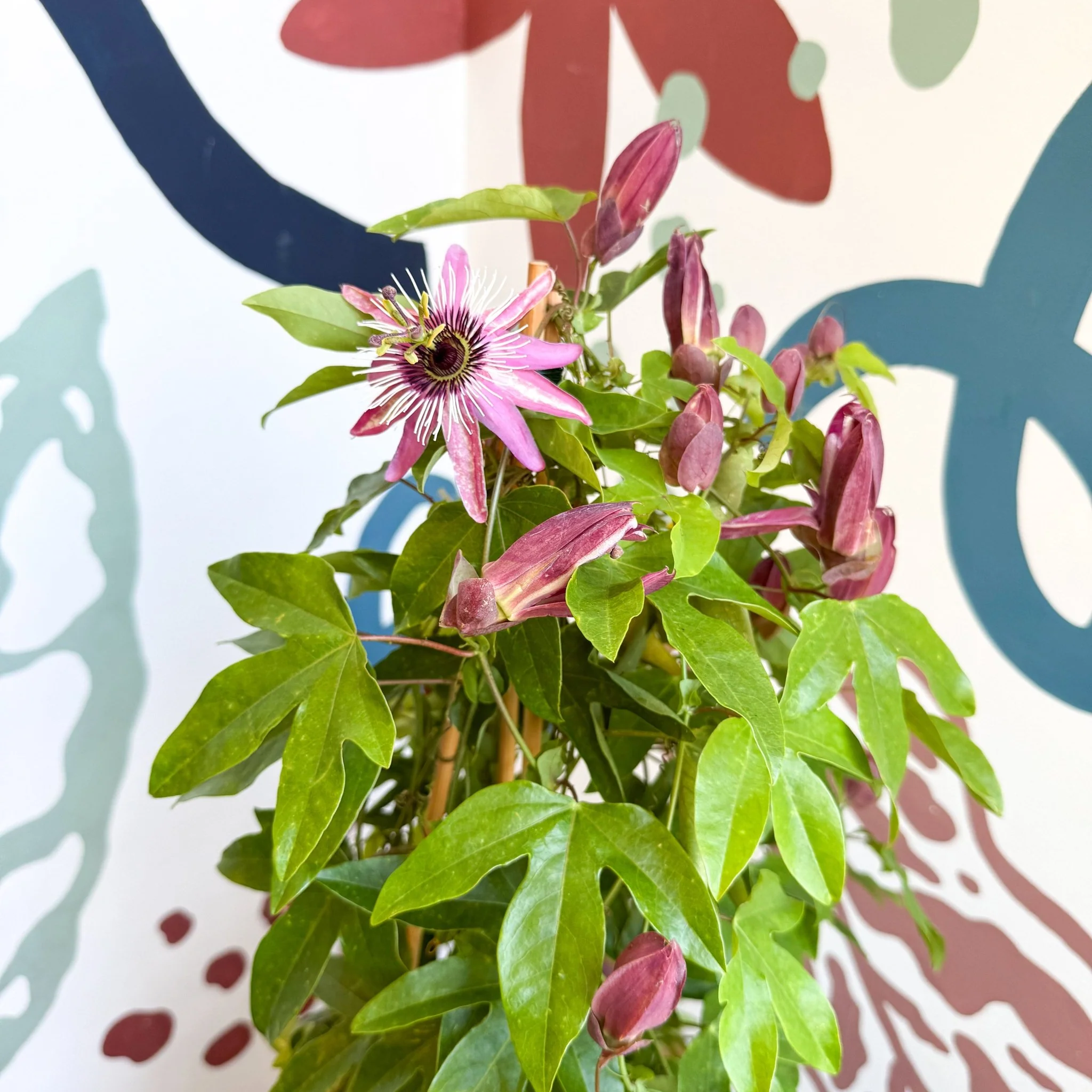 Passiflora × violacea ‘Victoria’ - Pink Passionflower - Image 27