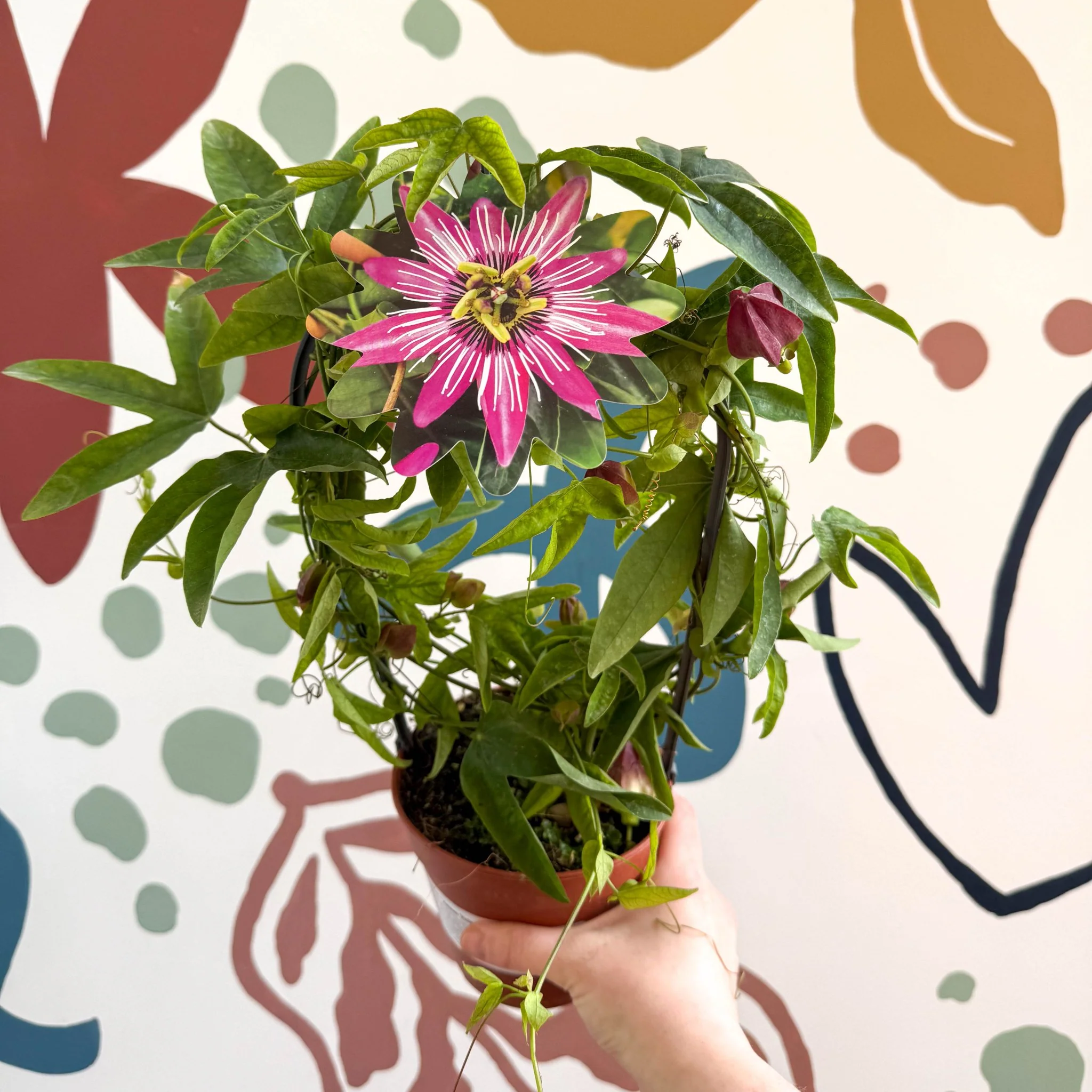 Passiflora × violacea ‘Victoria’ - Pink Passionflower - Image 3