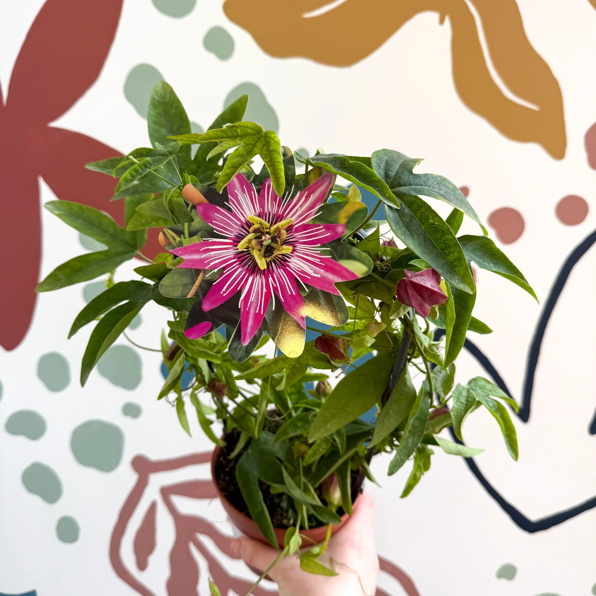 Passiflora × violacea ‘Victoria’ - Pink Passionflower - Image 4