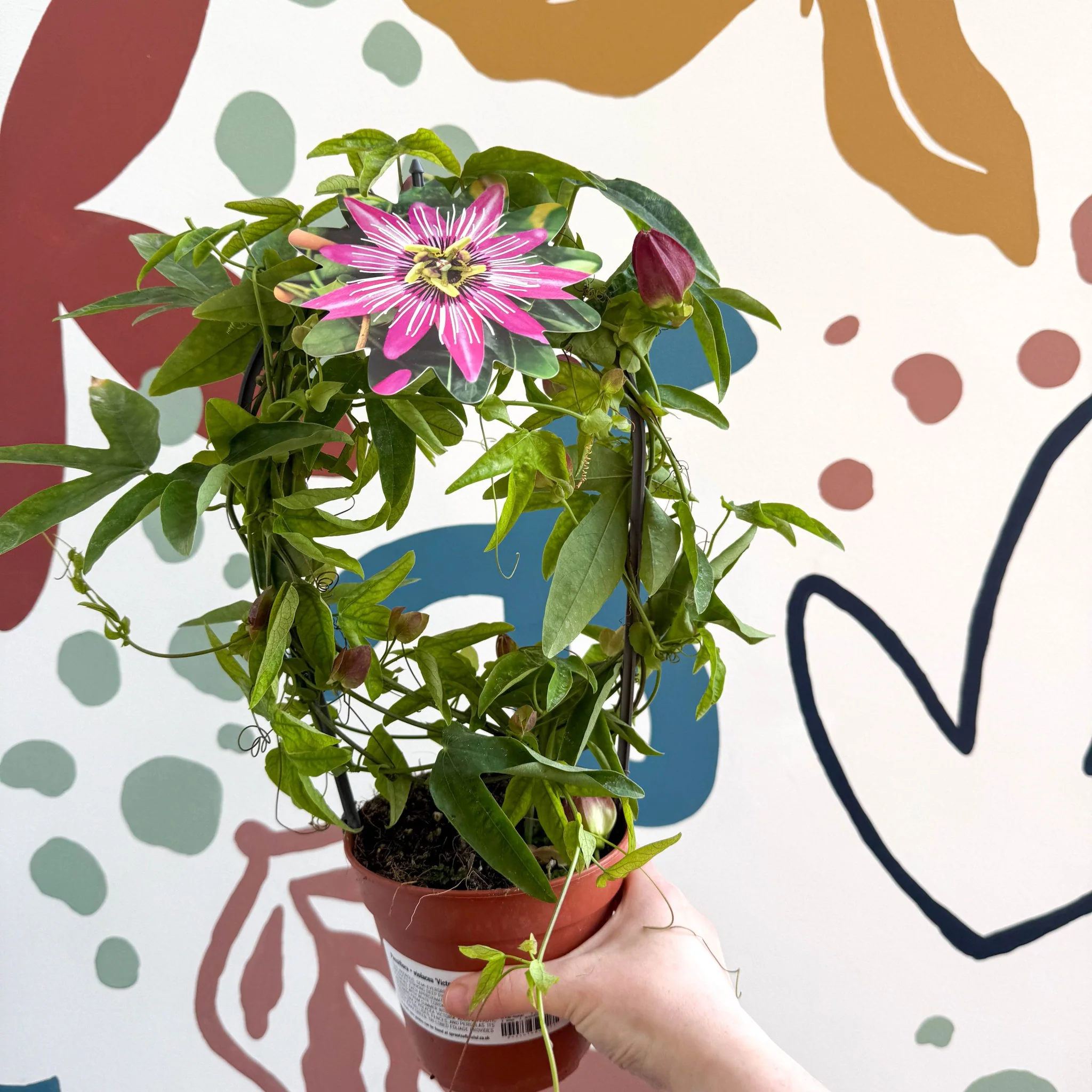 Passiflora × violacea ‘Victoria’ - Pink Passionflower - Image 5