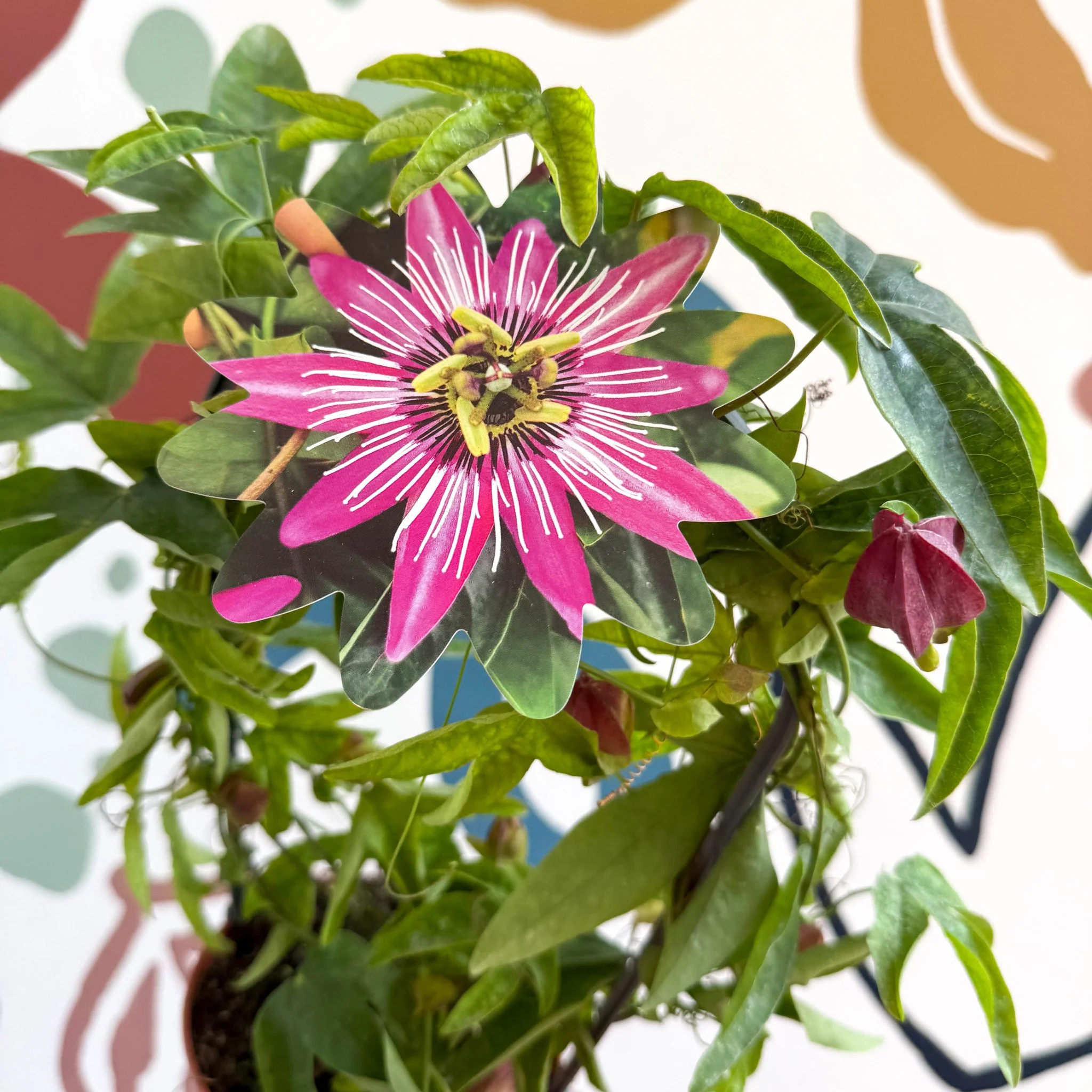Passiflora × violacea ‘Victoria’ - Pink Passionflower - Image 6