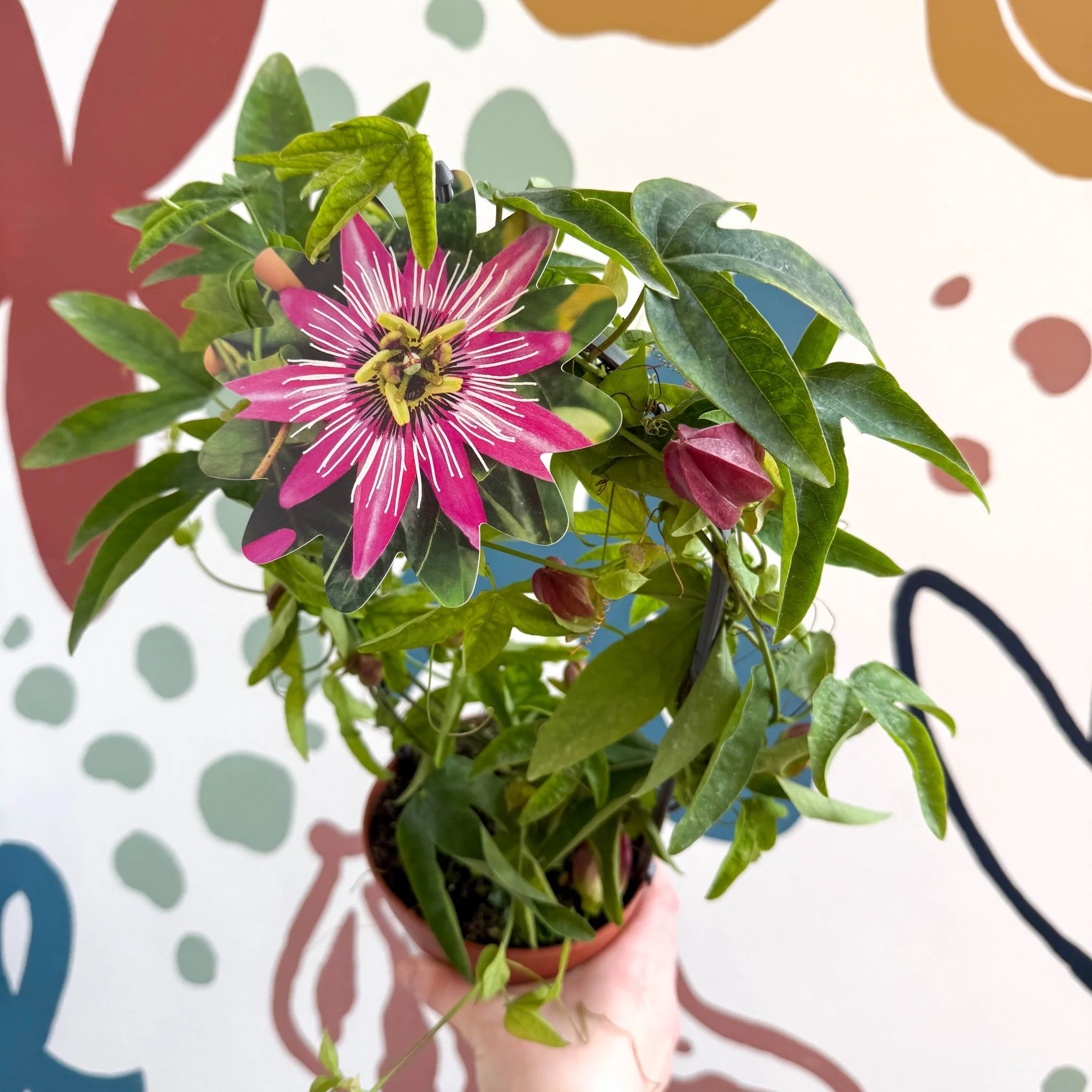 Passiflora × violacea ‘Victoria’ - Pink Passionflower - Image 7