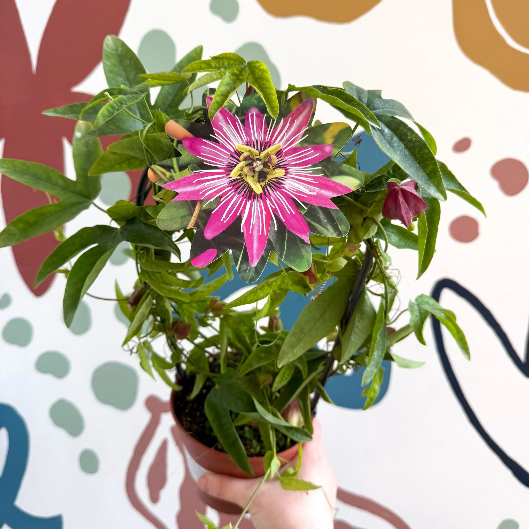 Passiflora × violacea ‘Victoria’ - Pink Passionflower - Image 8