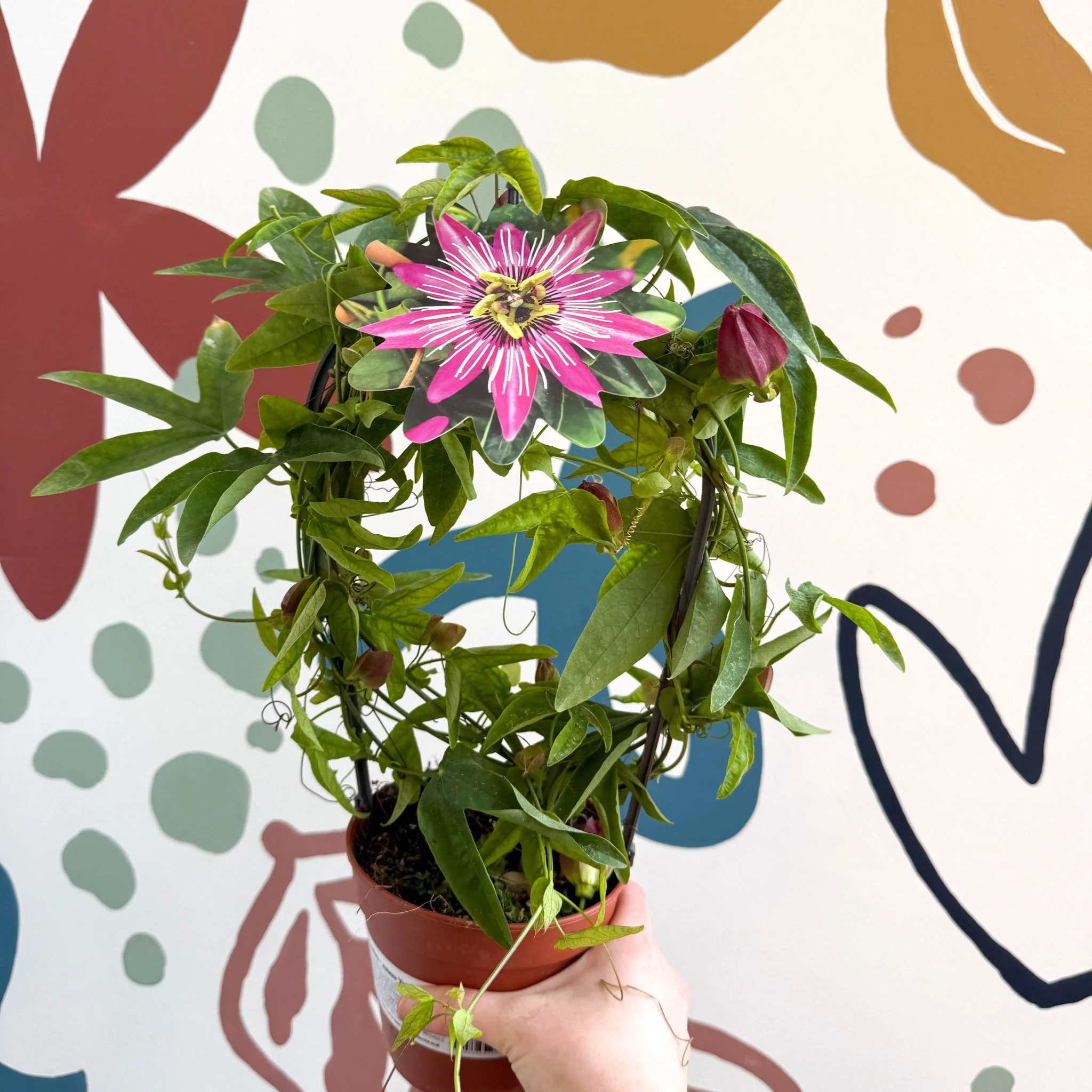 Passiflora × violacea ‘Victoria’ - Pink Passionflower - Image 9