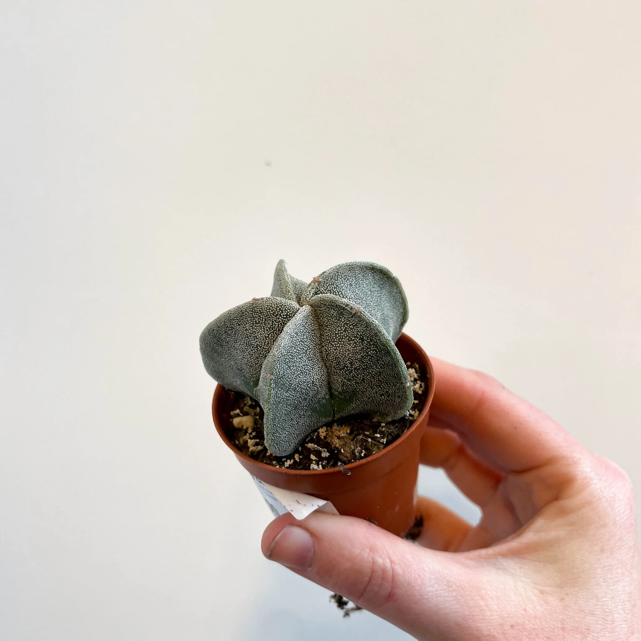 Astrophytum myriostigma - Bishop's Cap Cactus - Image 2