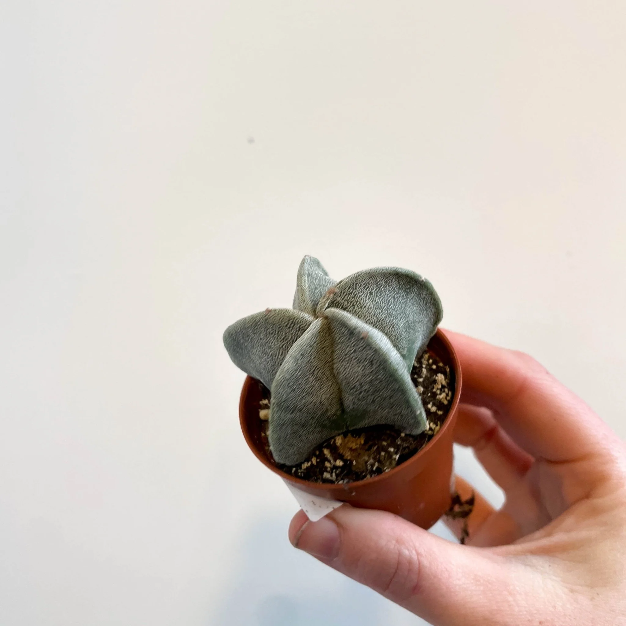 Astrophytum myriostigma - Bishop's Cap Cactus - Image 3