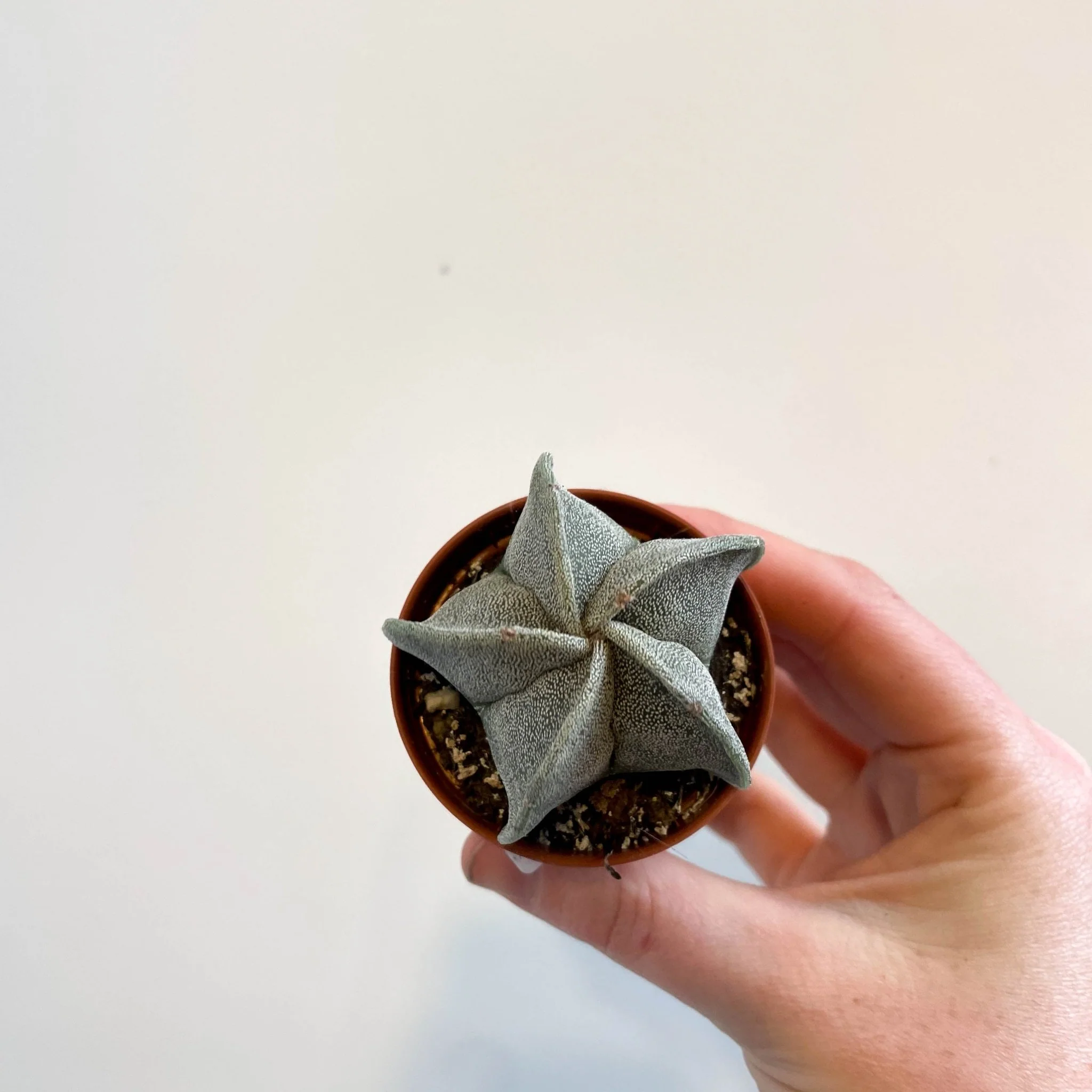 Astrophytum myriostigma - Bishop's Cap Cactus - Image 5