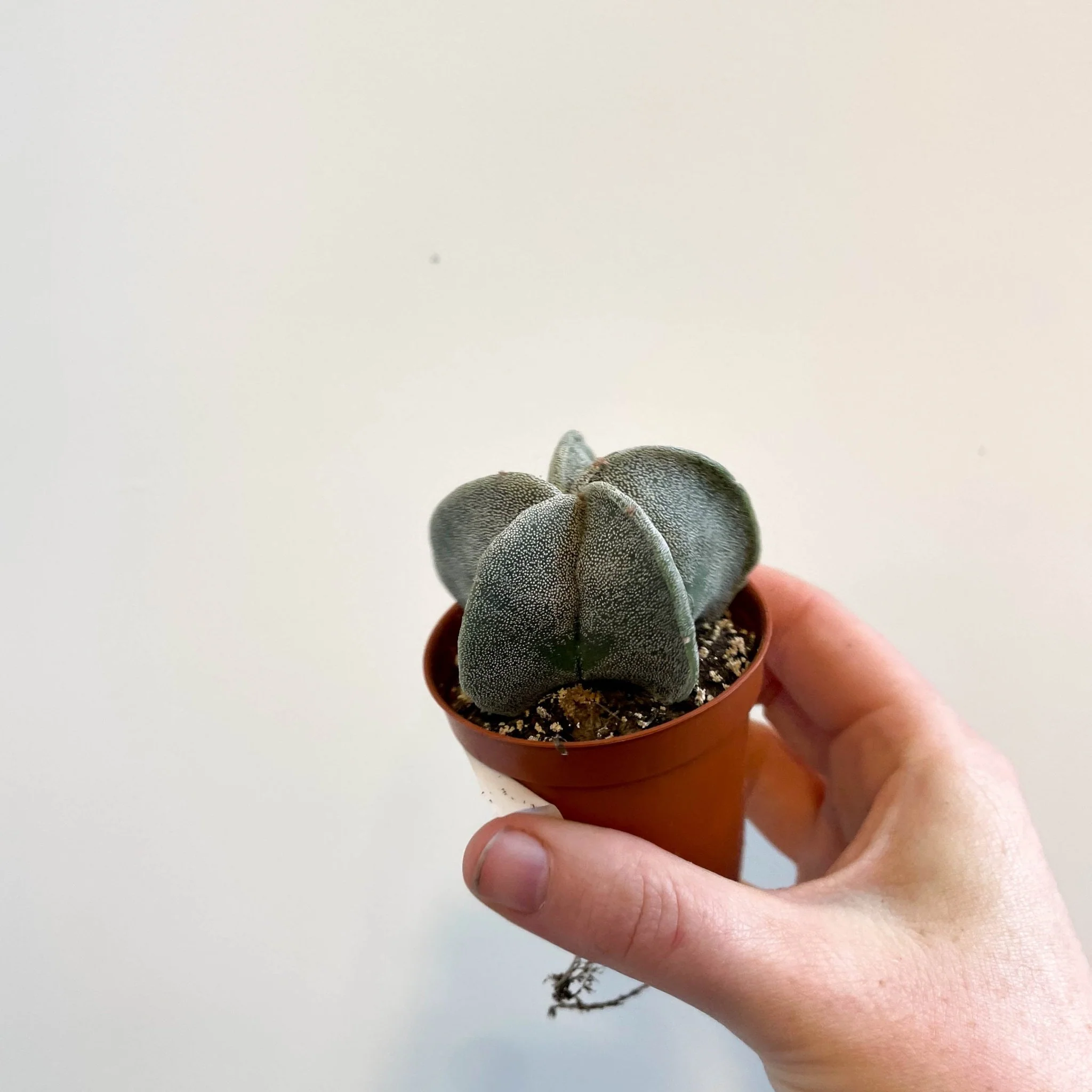 Astrophytum myriostigma - Bishop's Cap Cactus - Image 6