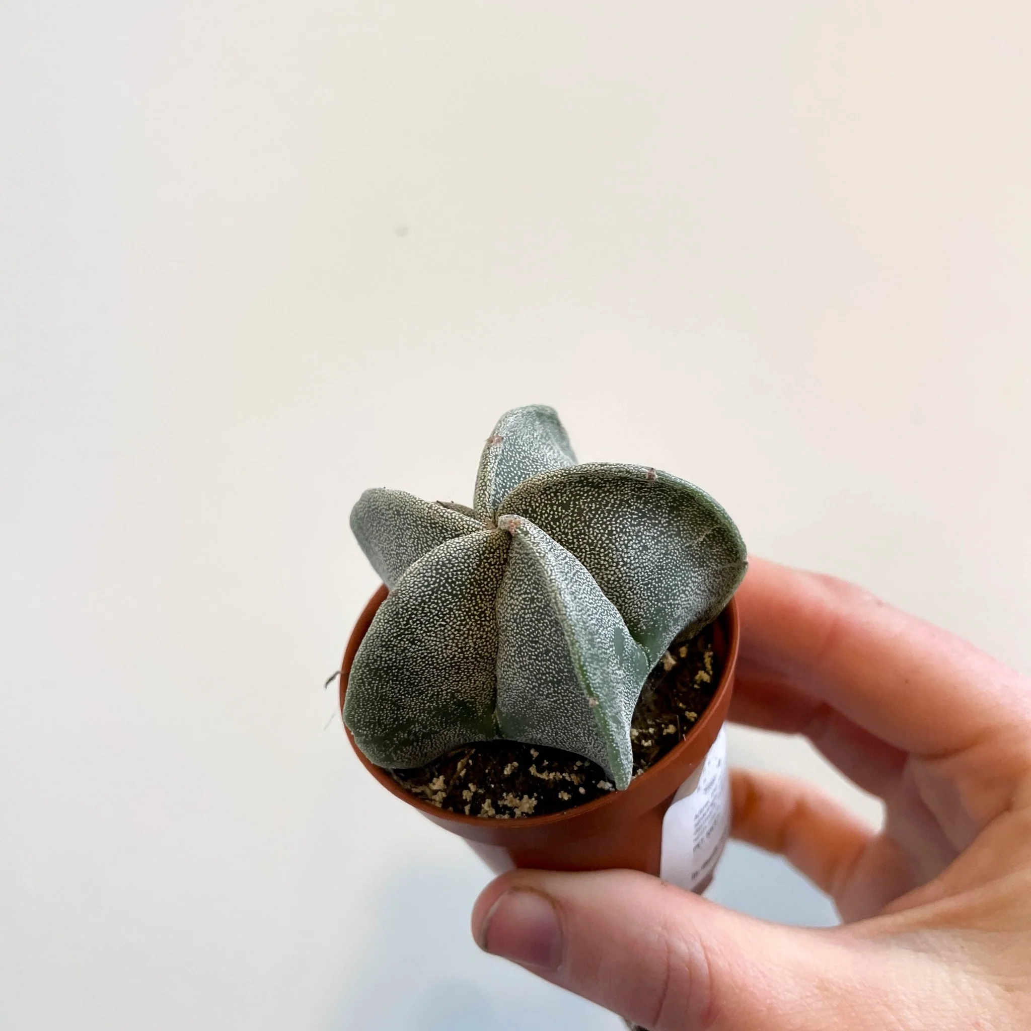 Astrophytum myriostigma - Bishop's Cap Cactus - Image 8