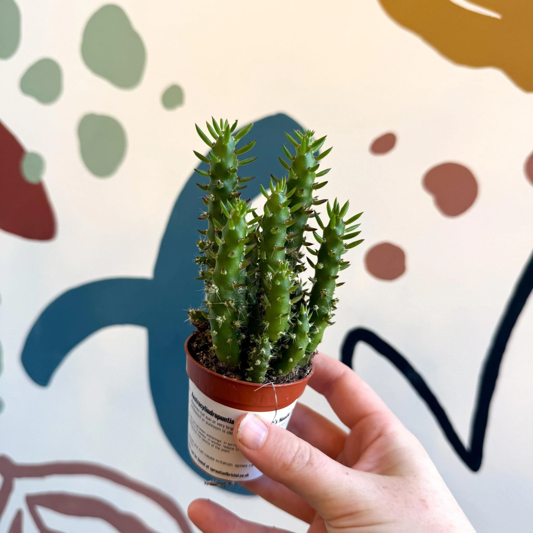 Austrocylindropuntia subulata – Eve's Needle Cactus - Image 10
