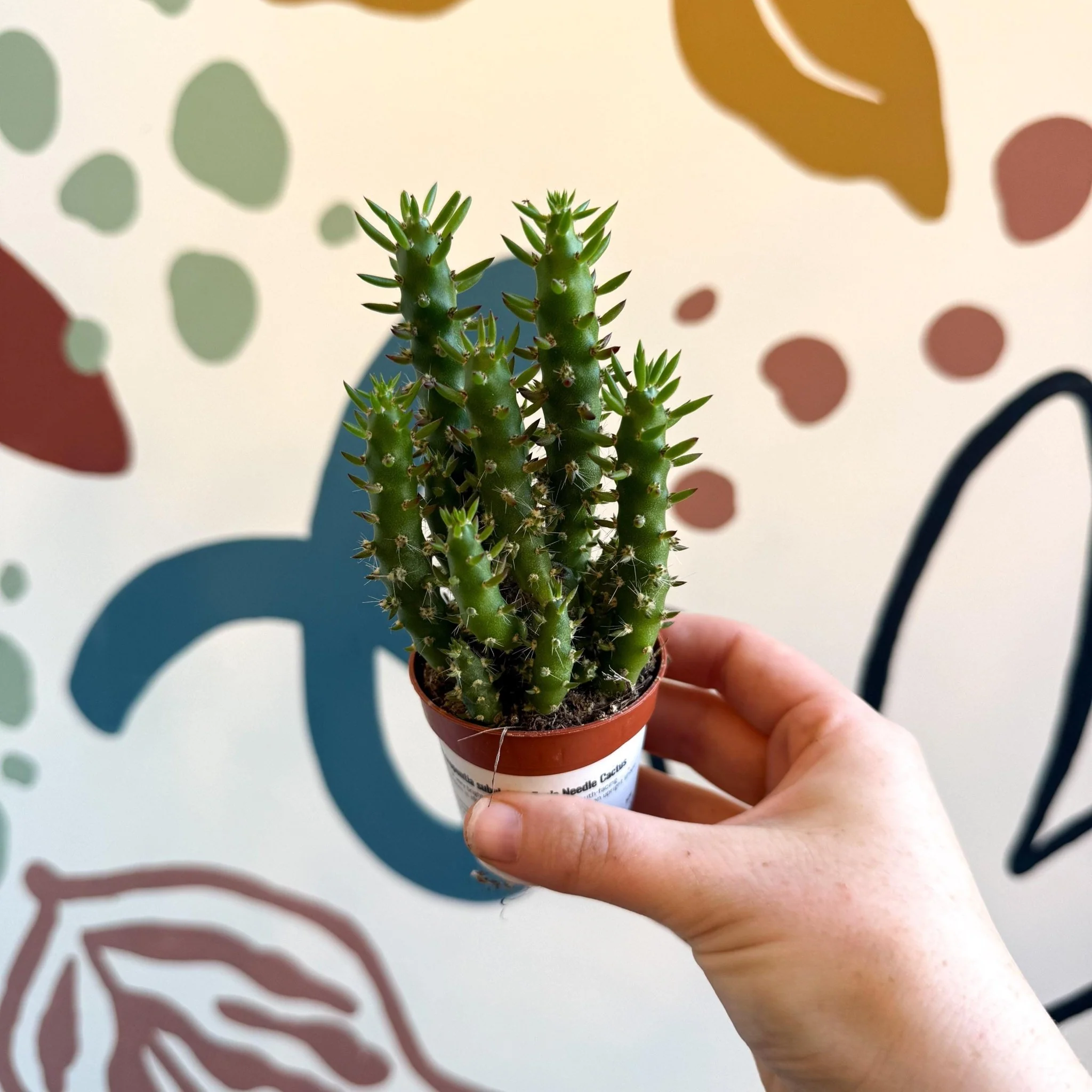 Austrocylindropuntia subulata – Eve's Needle Cactus - Image 2