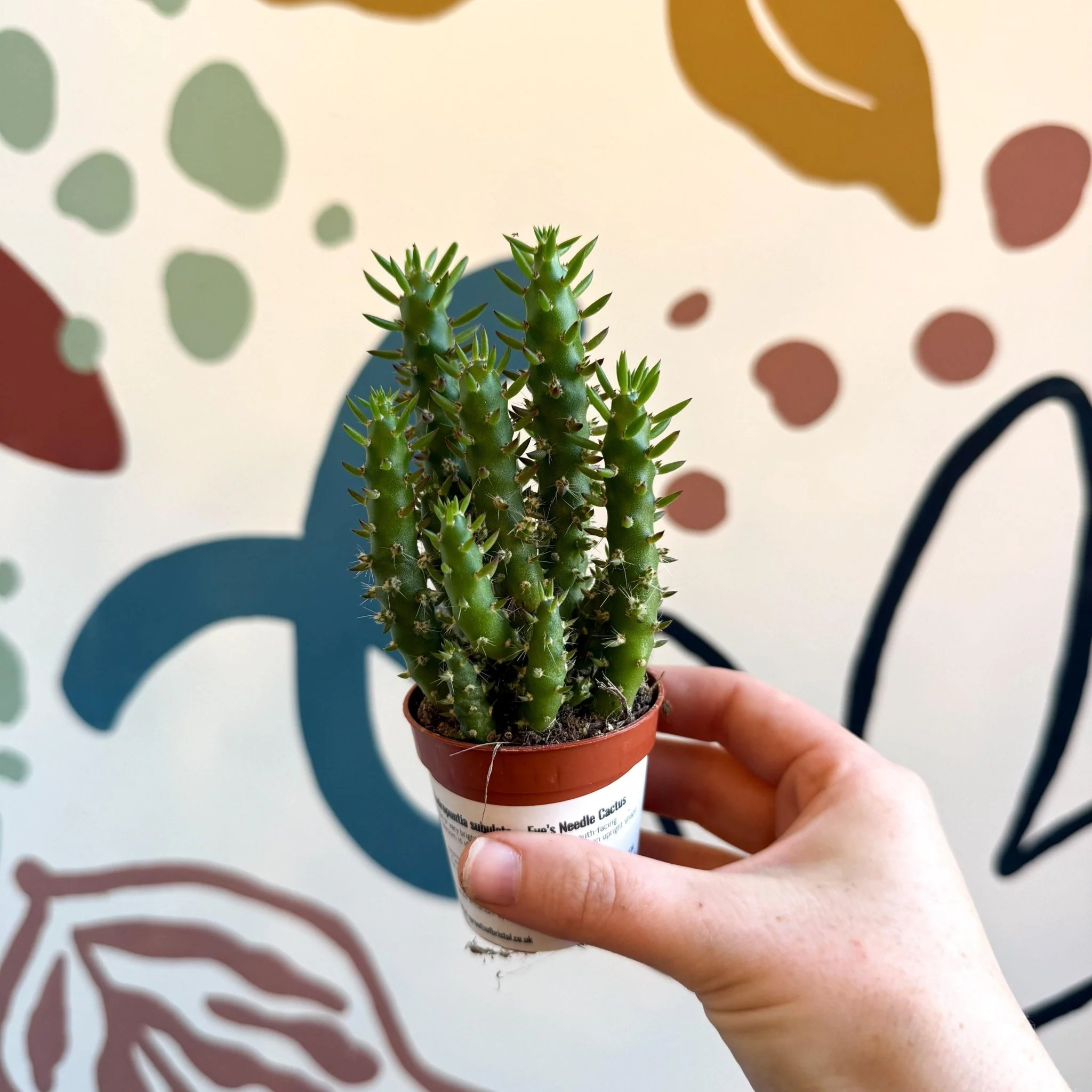 Austrocylindropuntia subulata – Eve's Needle Cactus - Image 3