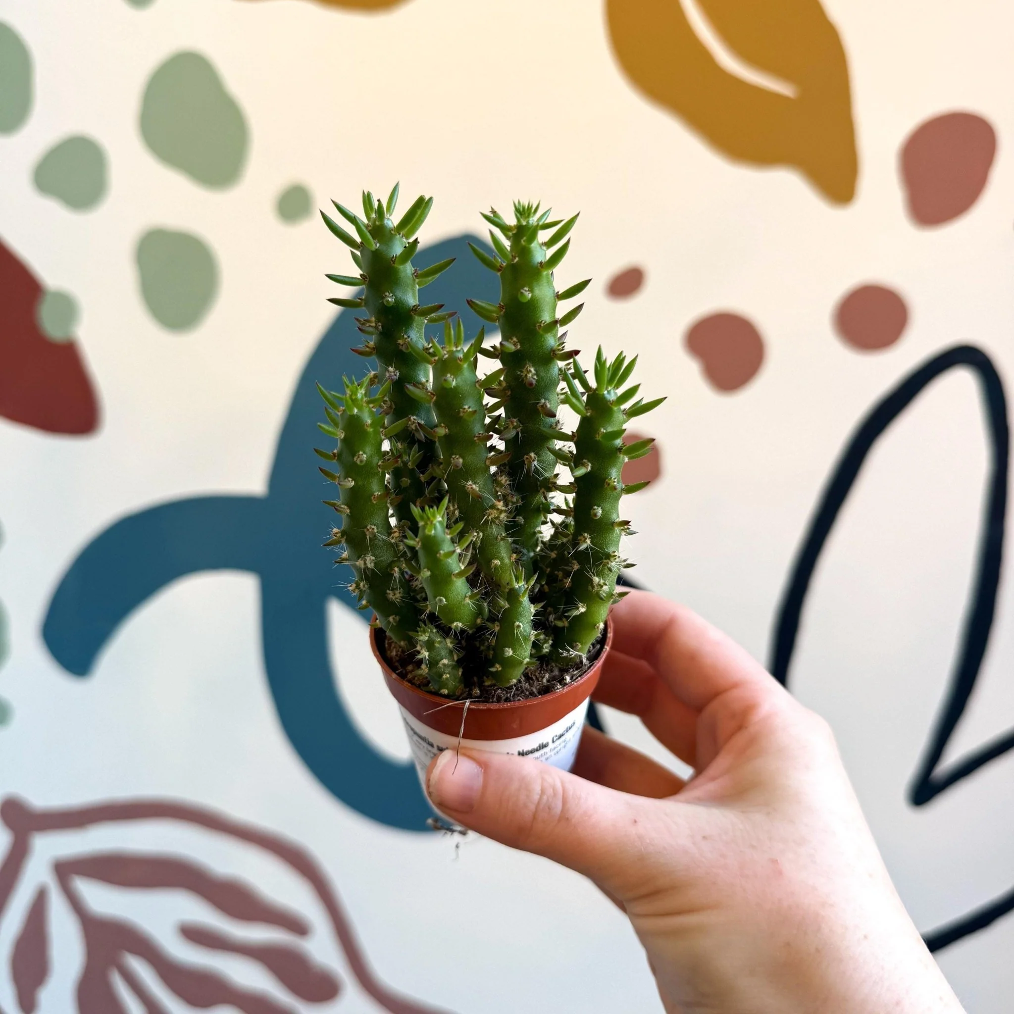 Austrocylindropuntia subulata – Eve's Needle Cactus - Image 4