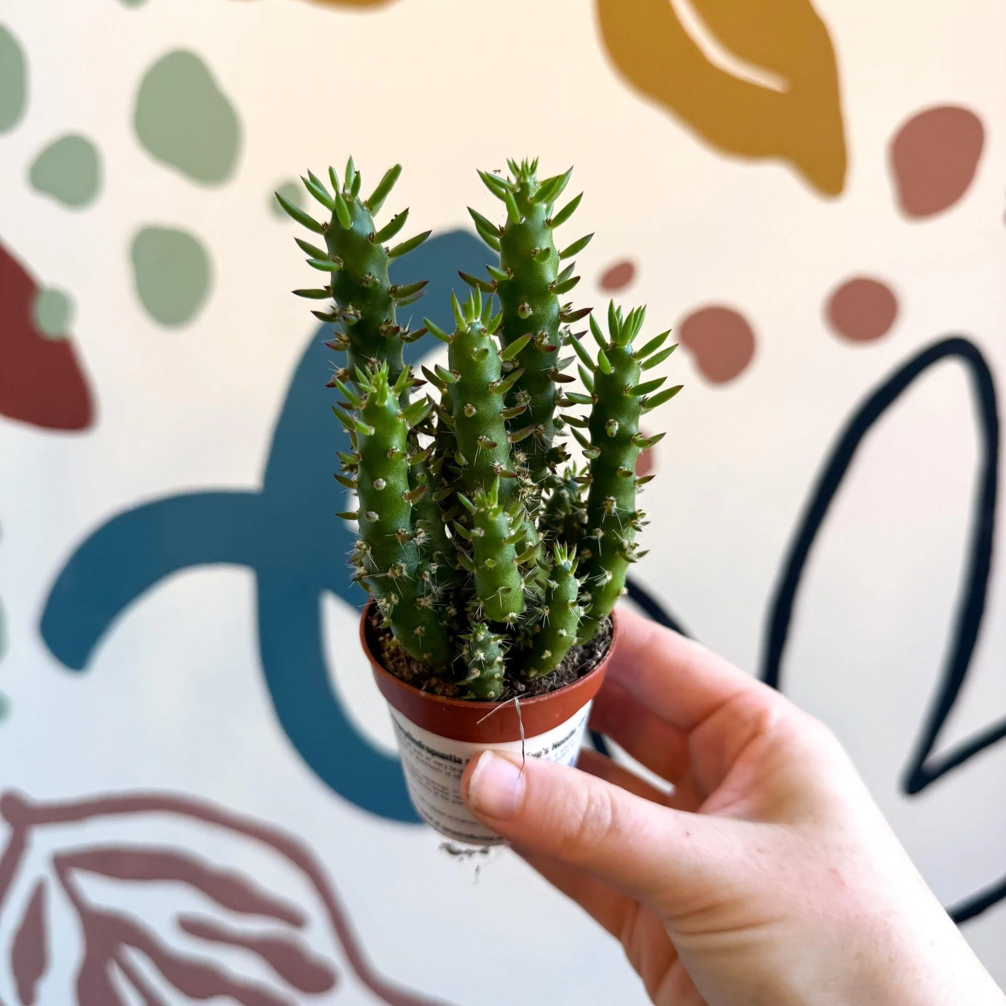 Austrocylindropuntia subulata – Eve's Needle Cactus - Image 5