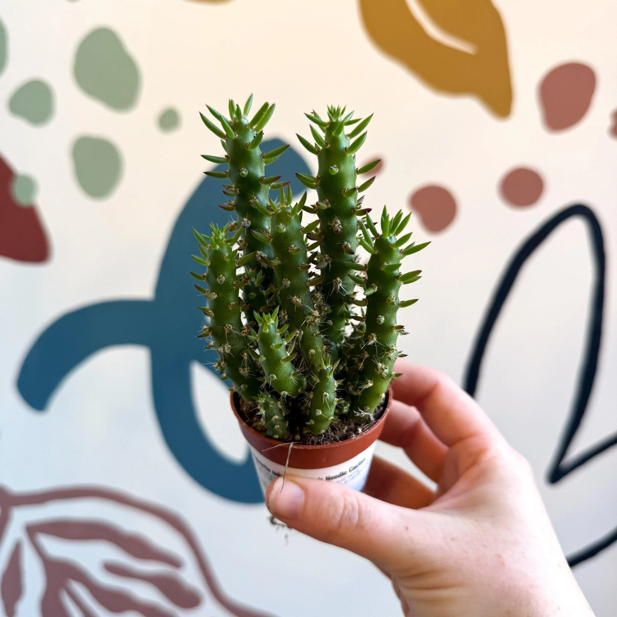 Austrocylindropuntia subulata – Eve's Needle Cactus - Image 6