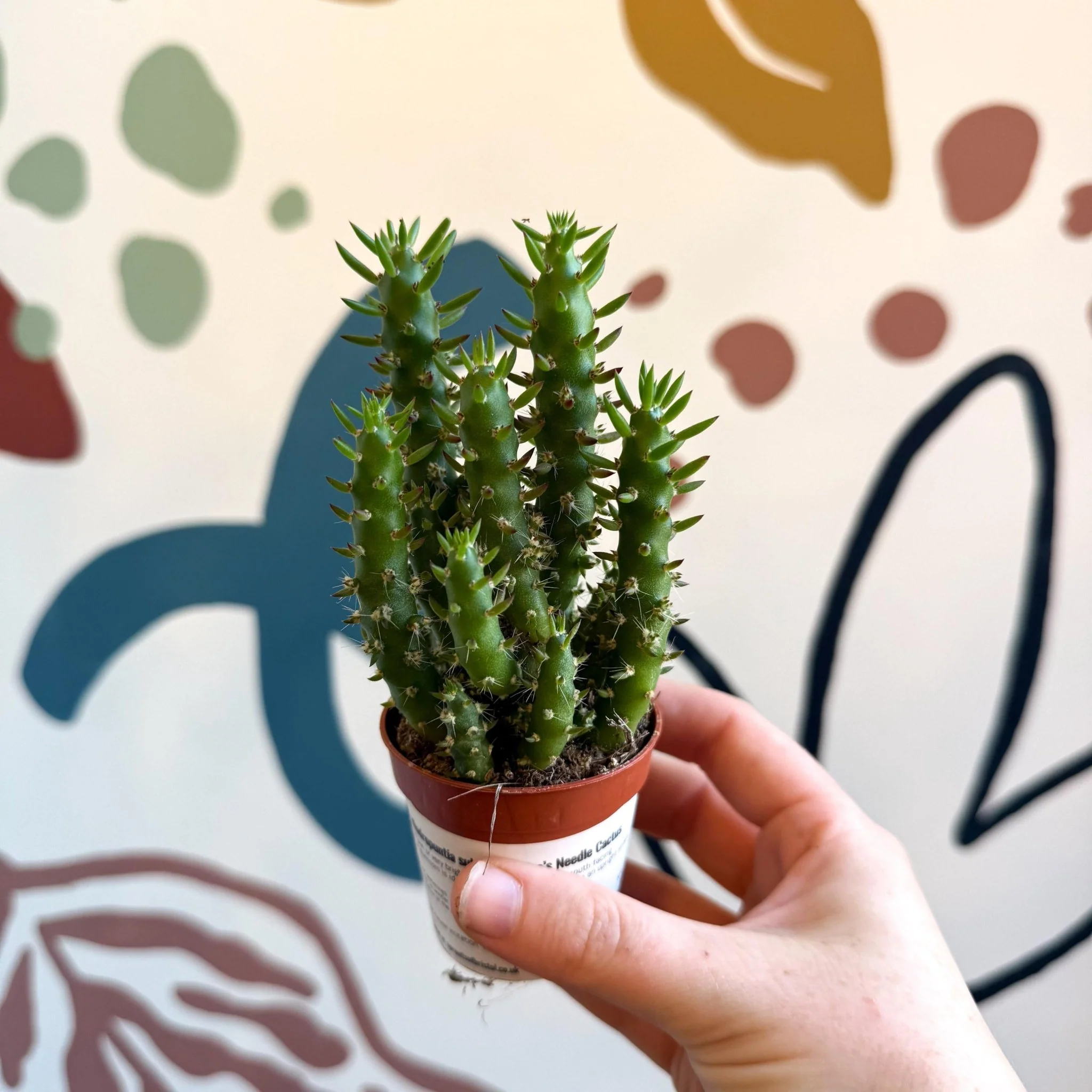 Austrocylindropuntia subulata – Eve's Needle Cactus - Image 7