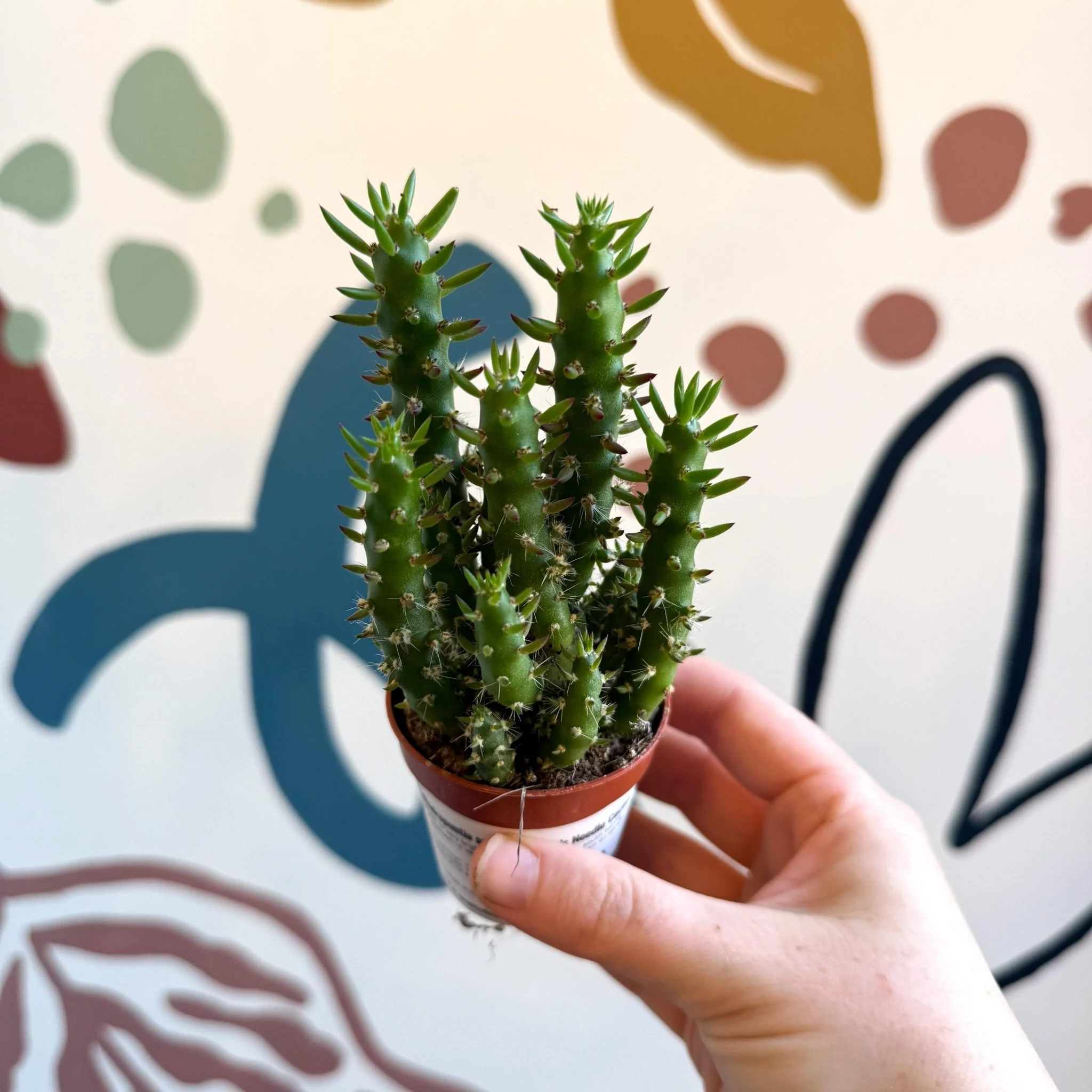 Austrocylindropuntia subulata – Eve's Needle Cactus - Image 8
