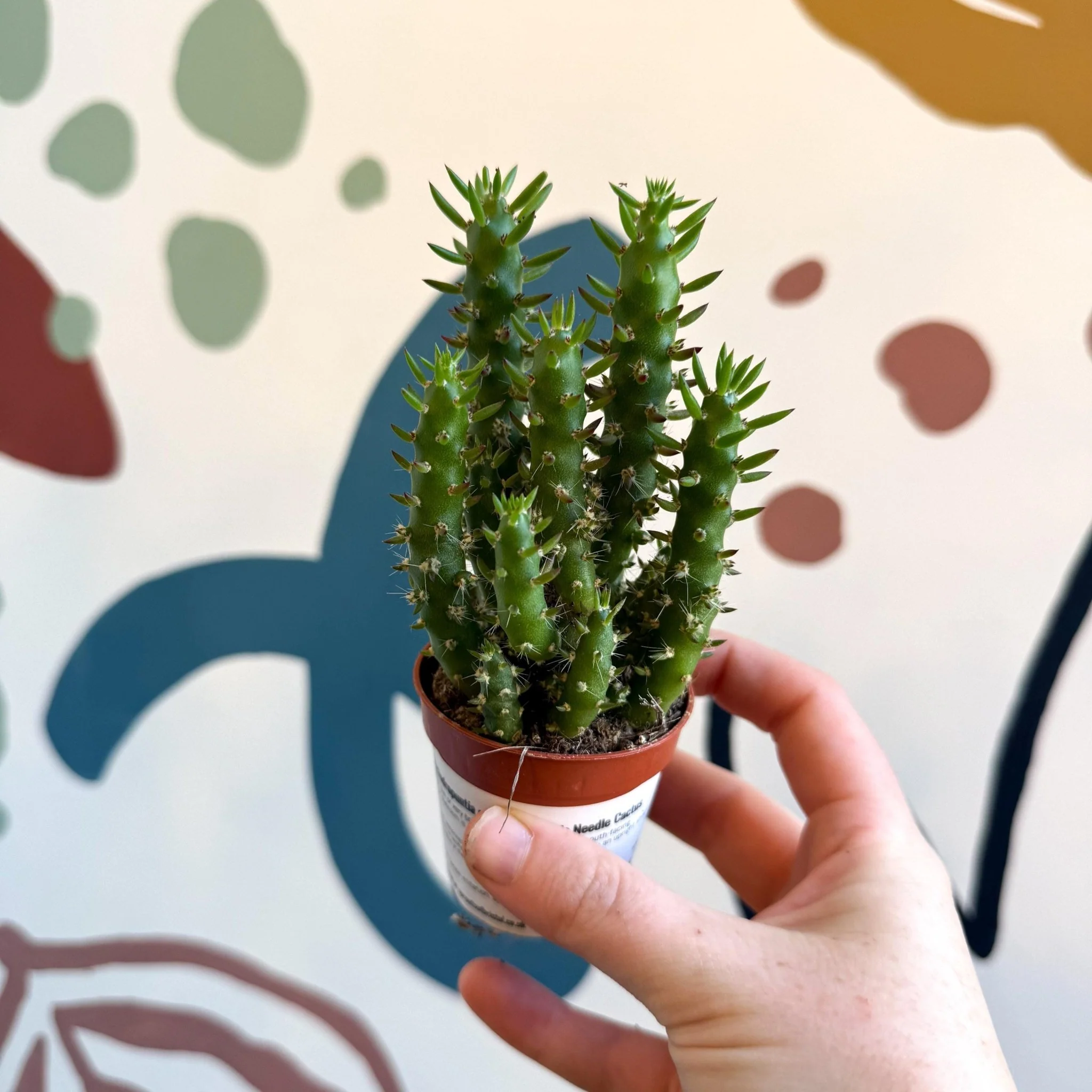 Austrocylindropuntia subulata – Eve's Needle Cactus - Image 9