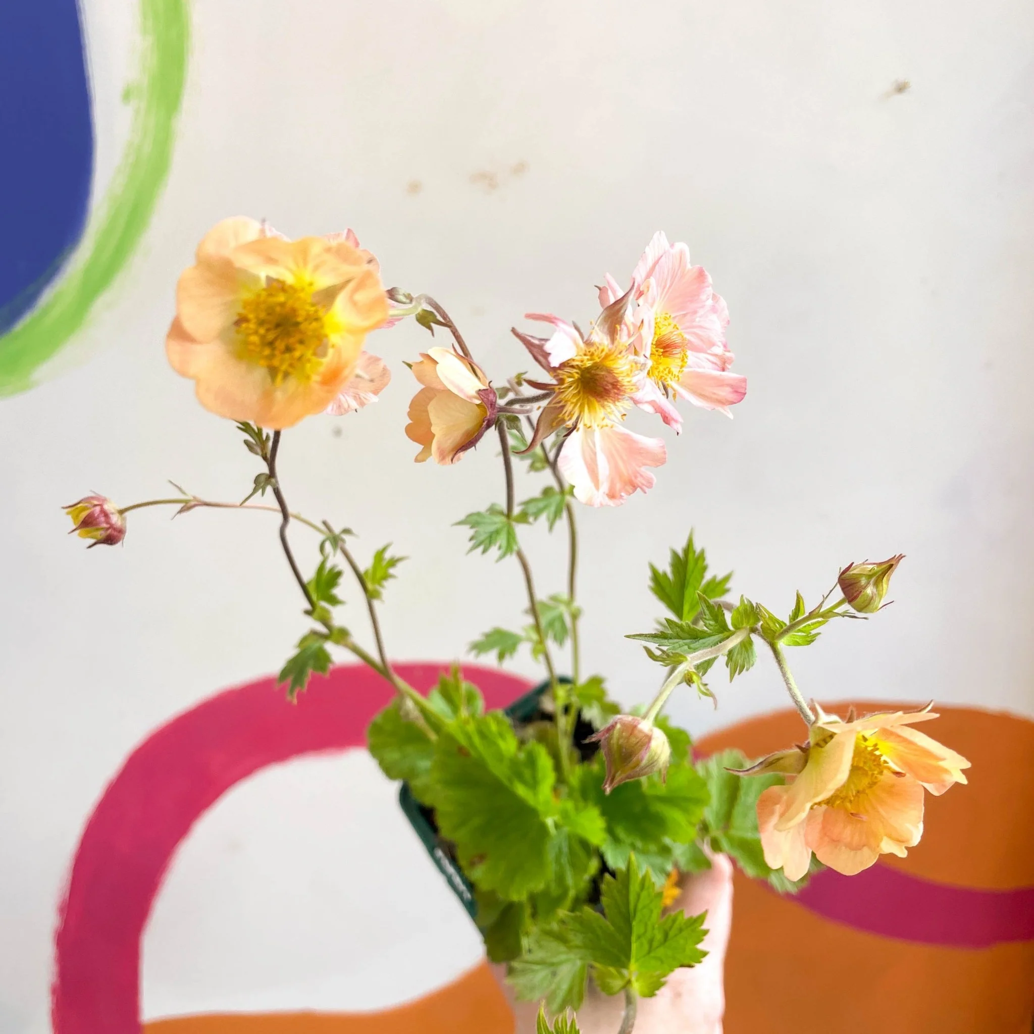 Geum chiloense 'Flames of Passion' - Avens - Cotswold Grown Herbaceous Perennial - Image 4