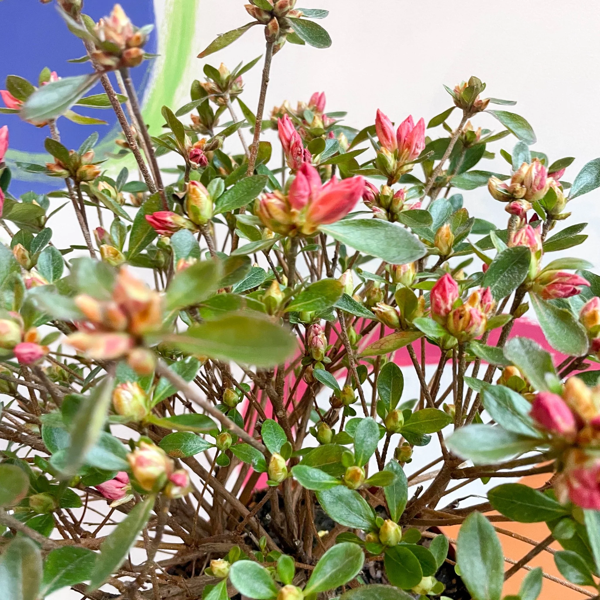 Azalea - Rhododendron japonica 'Blaauwis Pink' - Evergreen Shrub - Image 2