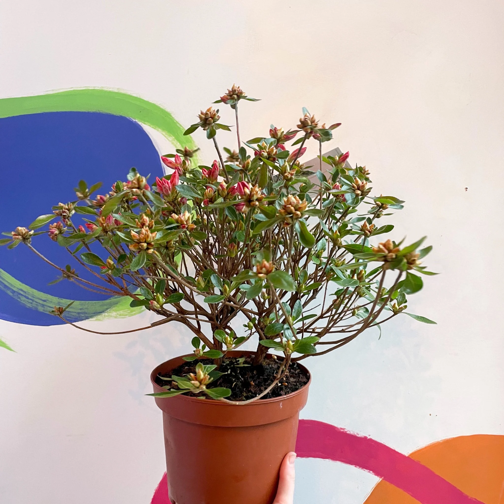 Azalea - Rhododendron japonica 'Blaauwis Pink' - Evergreen Shrub - Image 3