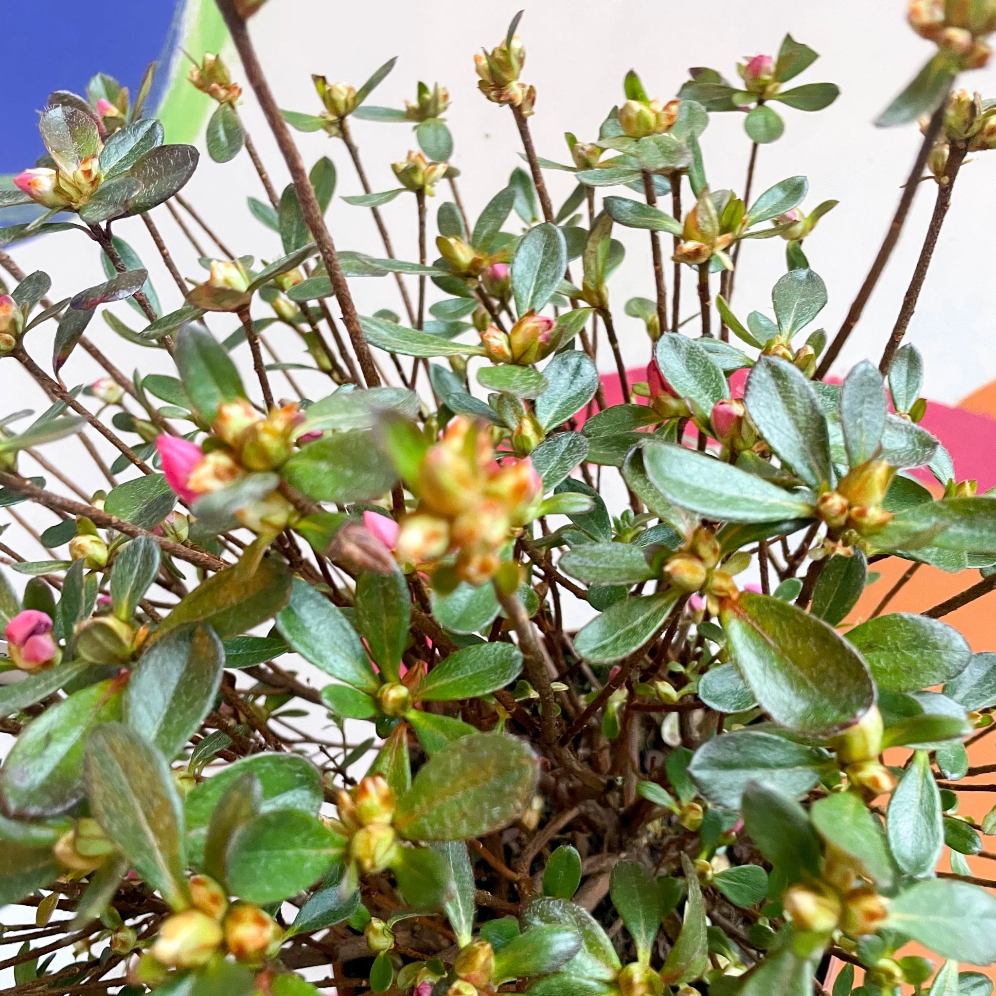 Azalea - Rhododendron japonica 'Conny' - Evergreen Shrub - Image 2