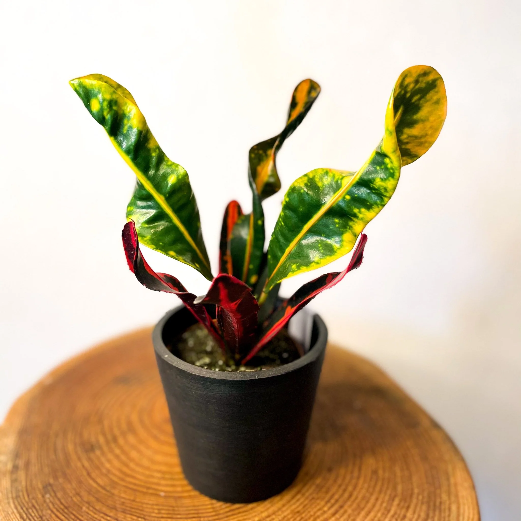 Croton 'Mammy'