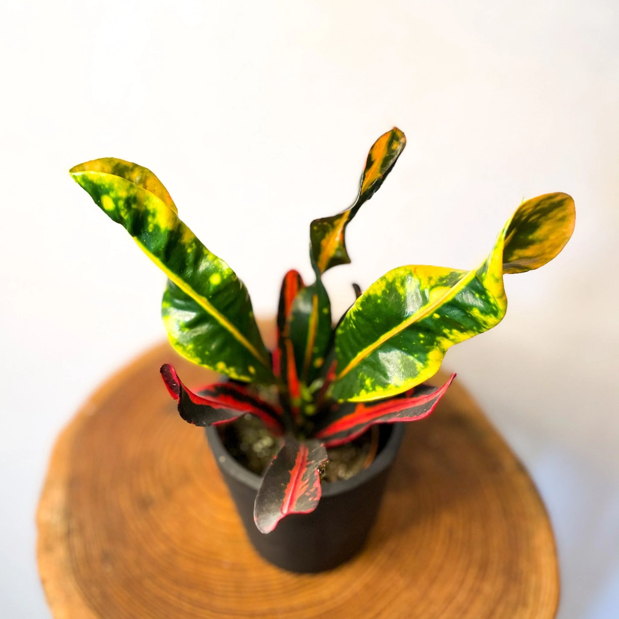 Croton 'Mammy' - Image 2