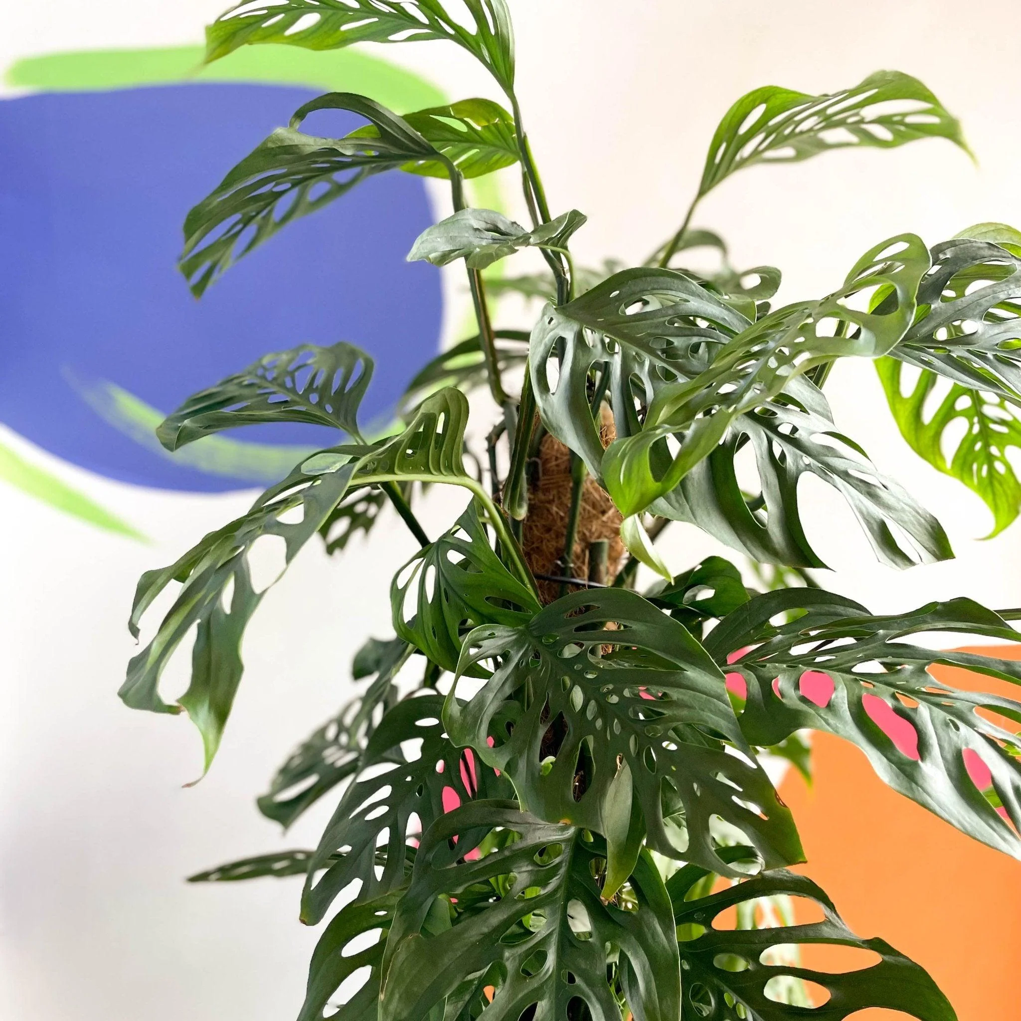 Monstera adansonii - Image 10