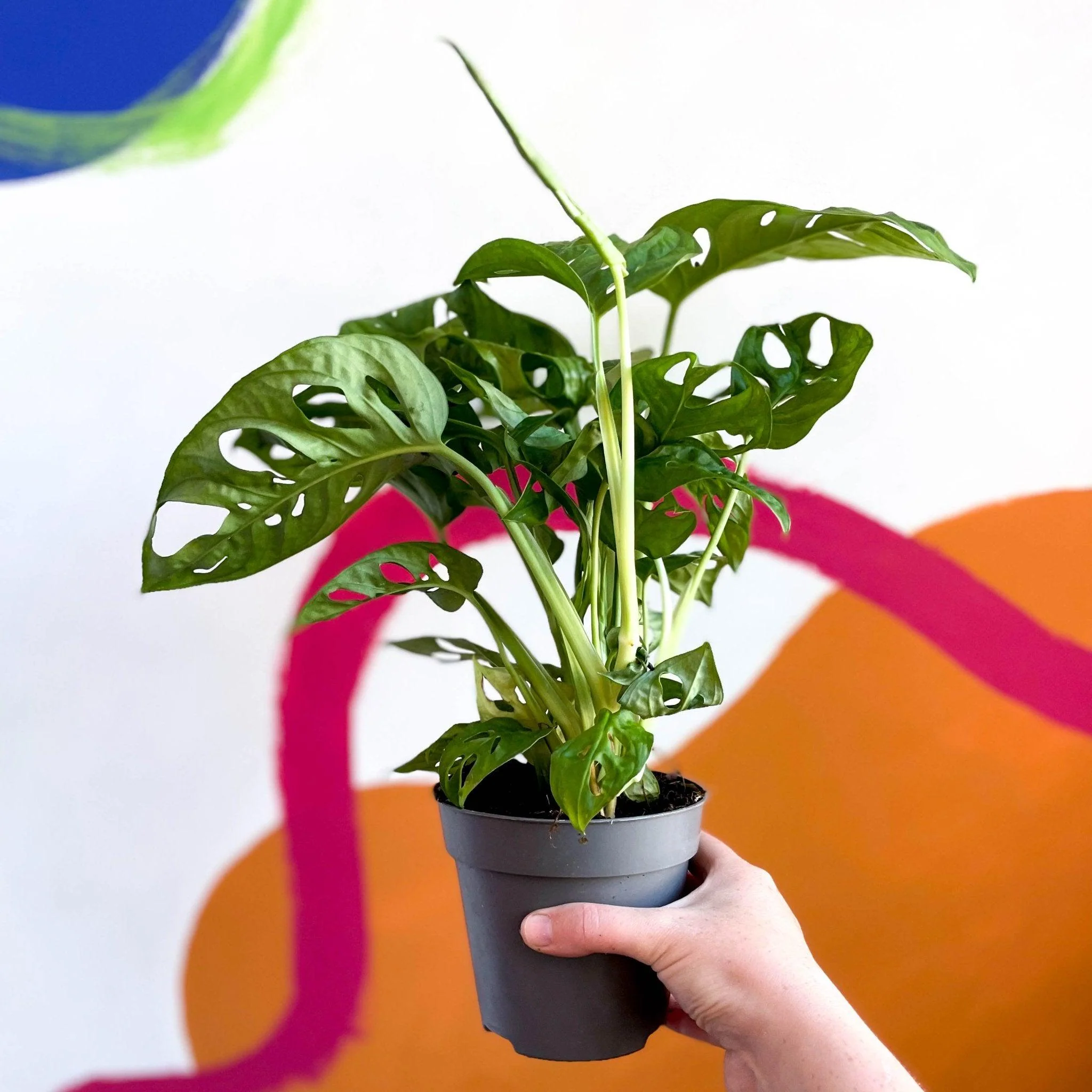 Monstera adansonii - Image 3