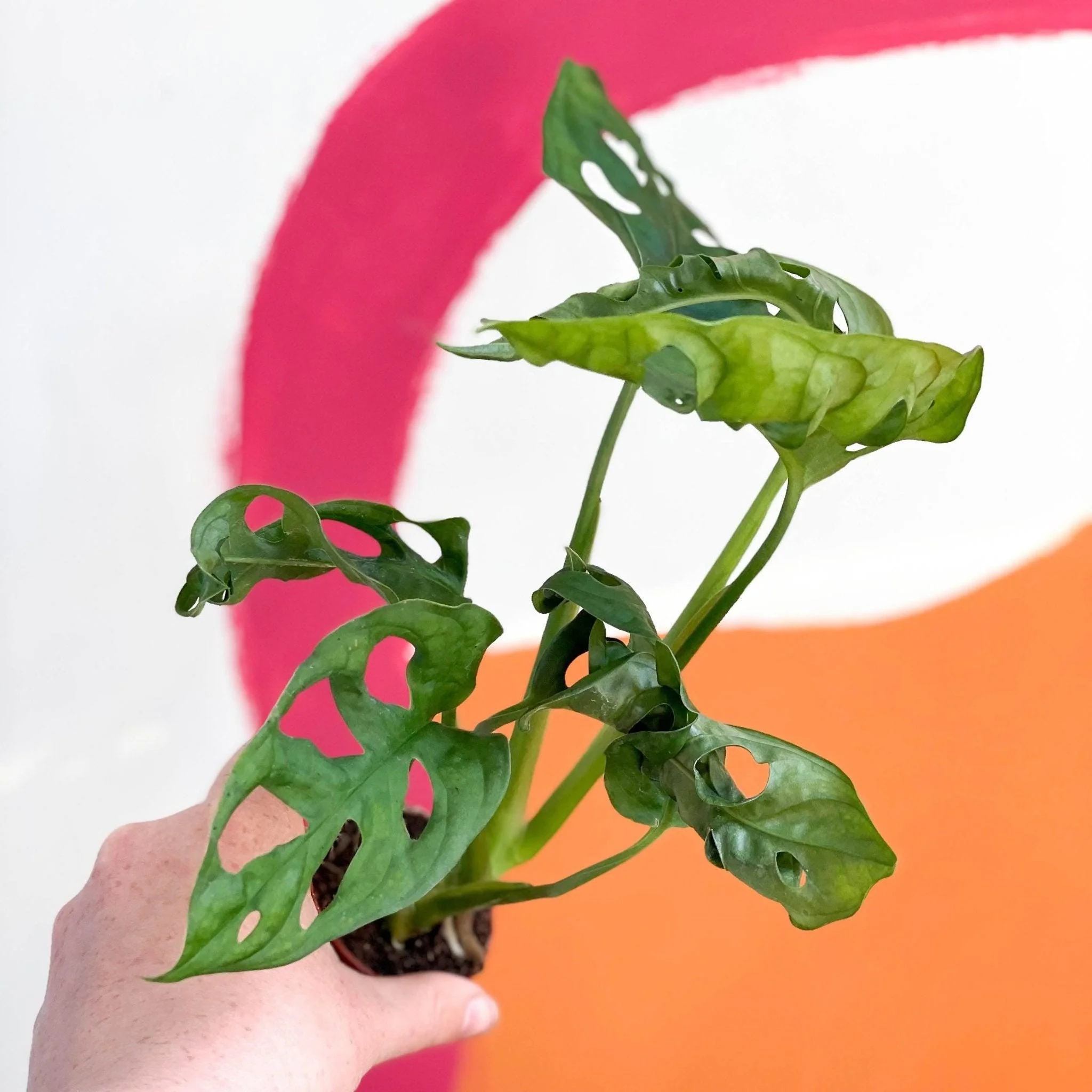 Monstera adansonii - Image 4