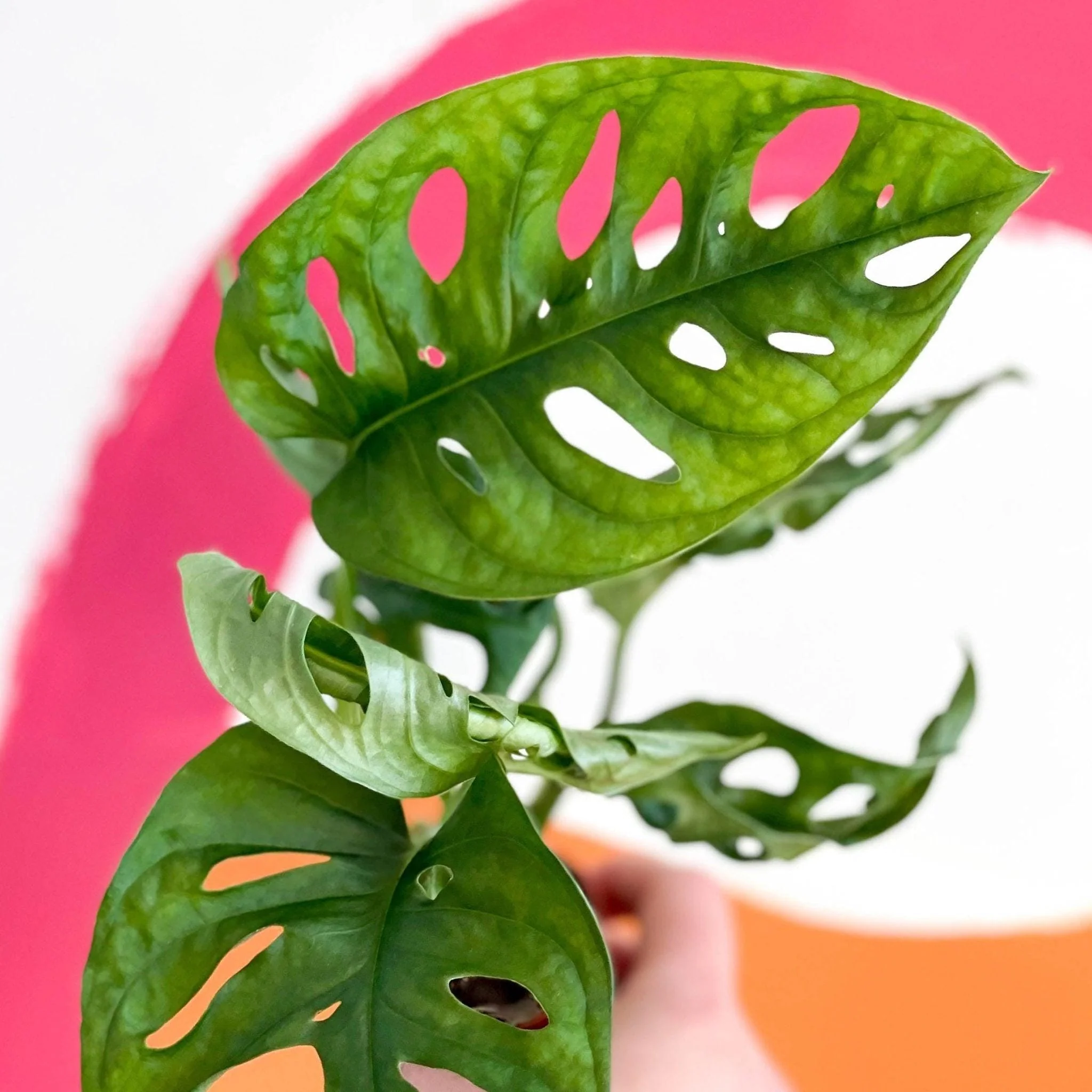 Monstera adansonii - Image 5