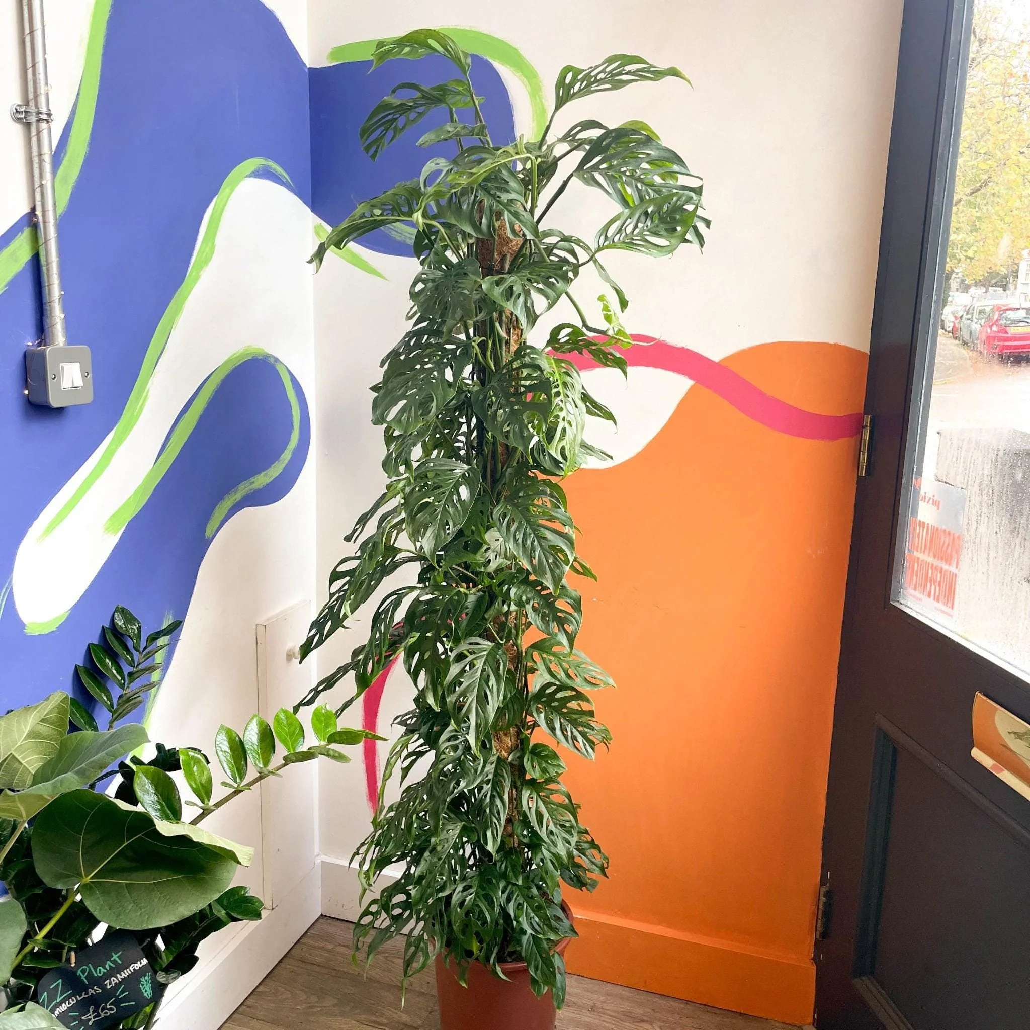 Monstera adansonii - Image 8
