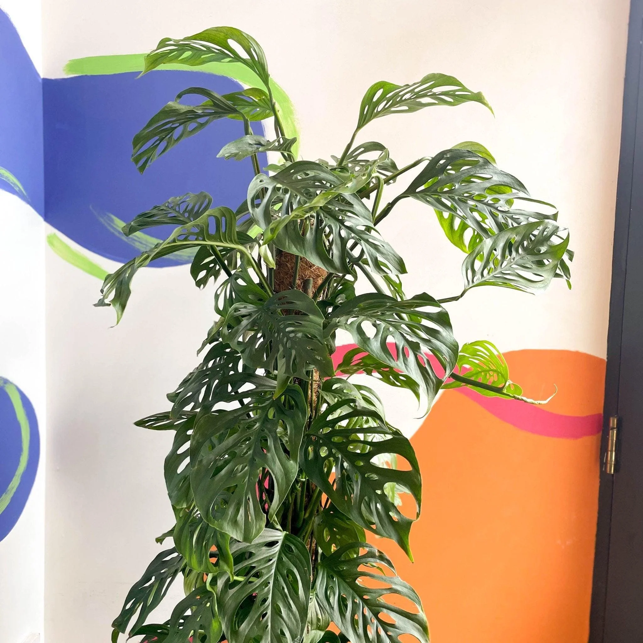 Monstera adansonii - Image 9