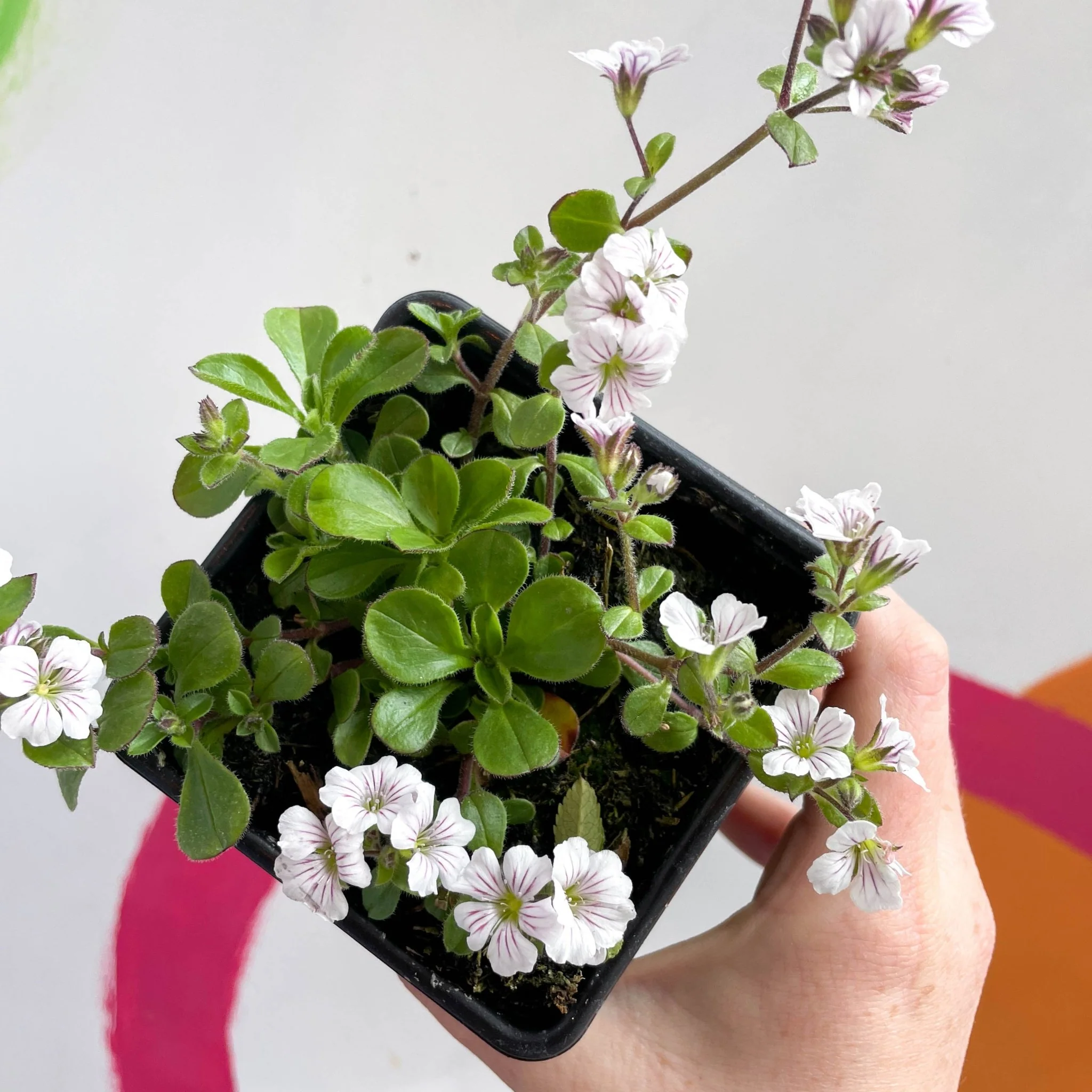 Baby's Breath - Gypsophila cerastioides 'Pretty Maid' - British Grown Semi-evergreen Perennial Alpine - Image 2