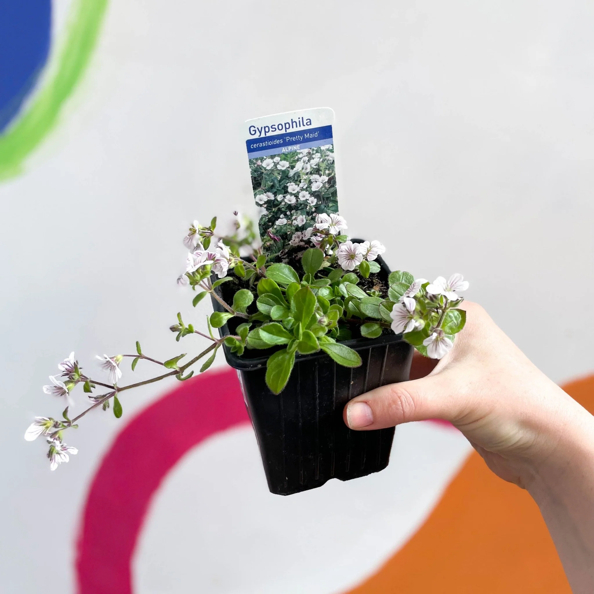 Baby's Breath - Gypsophila cerastioides 'Pretty Maid' - British Grown Semi-evergreen Perennial Alpine - Image 3