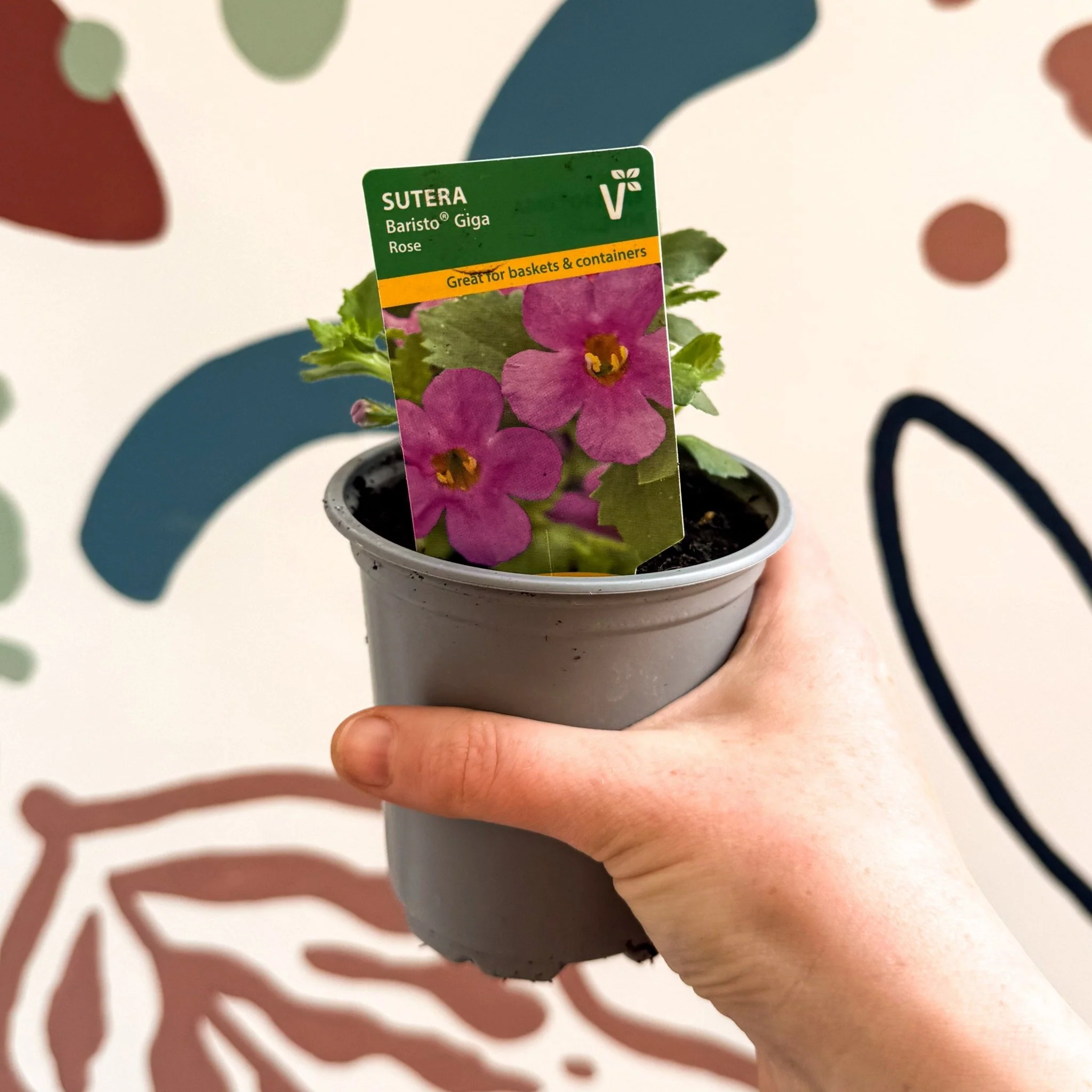 Bacopa 'Baristo® Giga Rose' - Sutera diffusus - British Grown