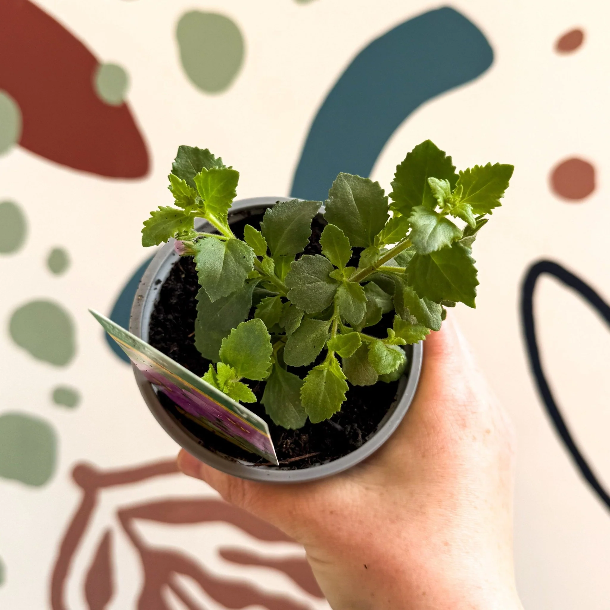 Bacopa 'Baristo® Giga Rose' - Sutera diffusus - British Grown - Image 2