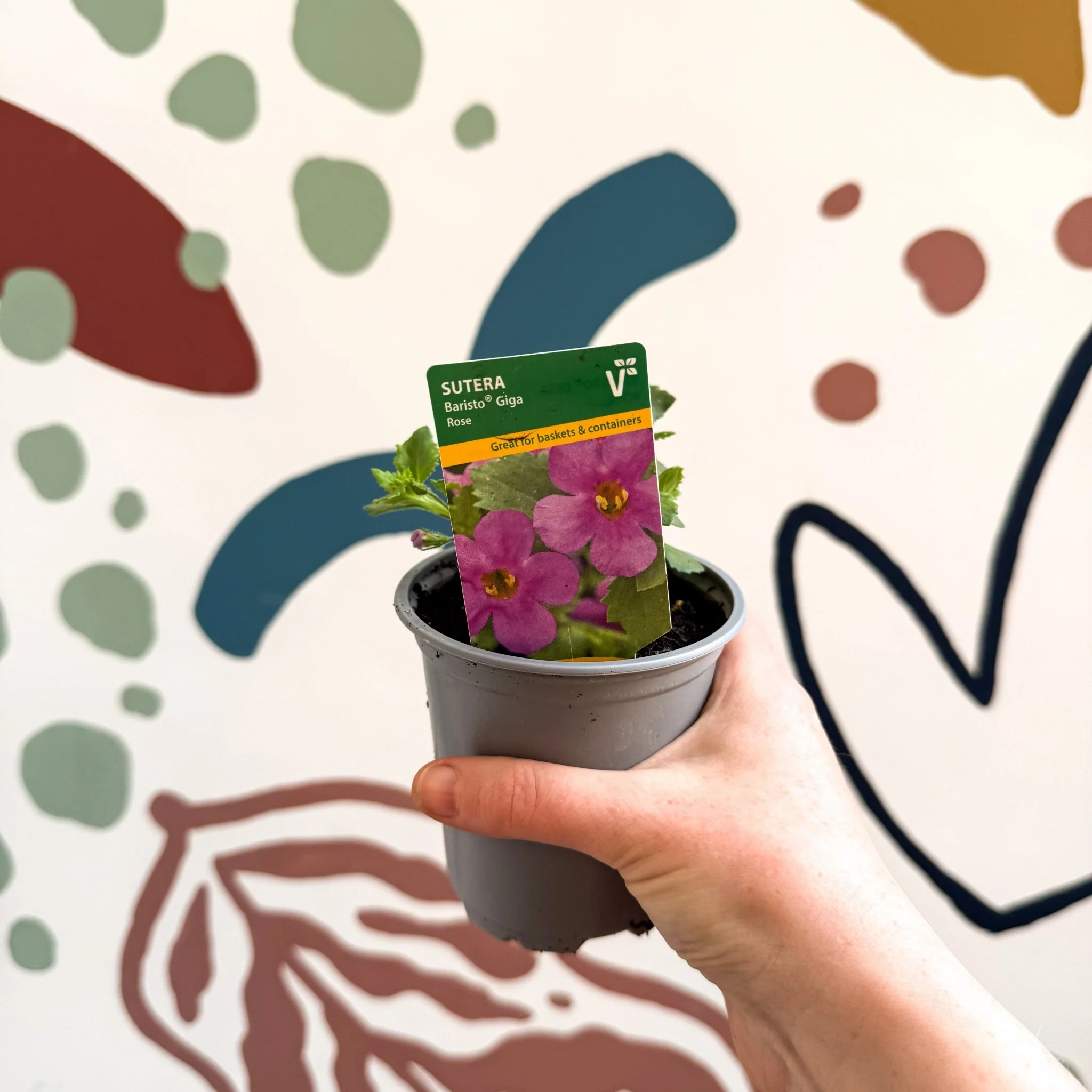 Bacopa 'Baristo® Giga Rose' - Sutera diffusus - British Grown - Image 3