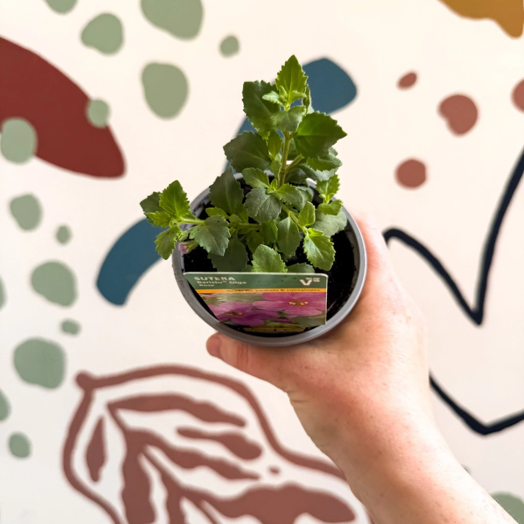 Bacopa 'Baristo® Giga Rose' - Sutera diffusus - British Grown - Image 4