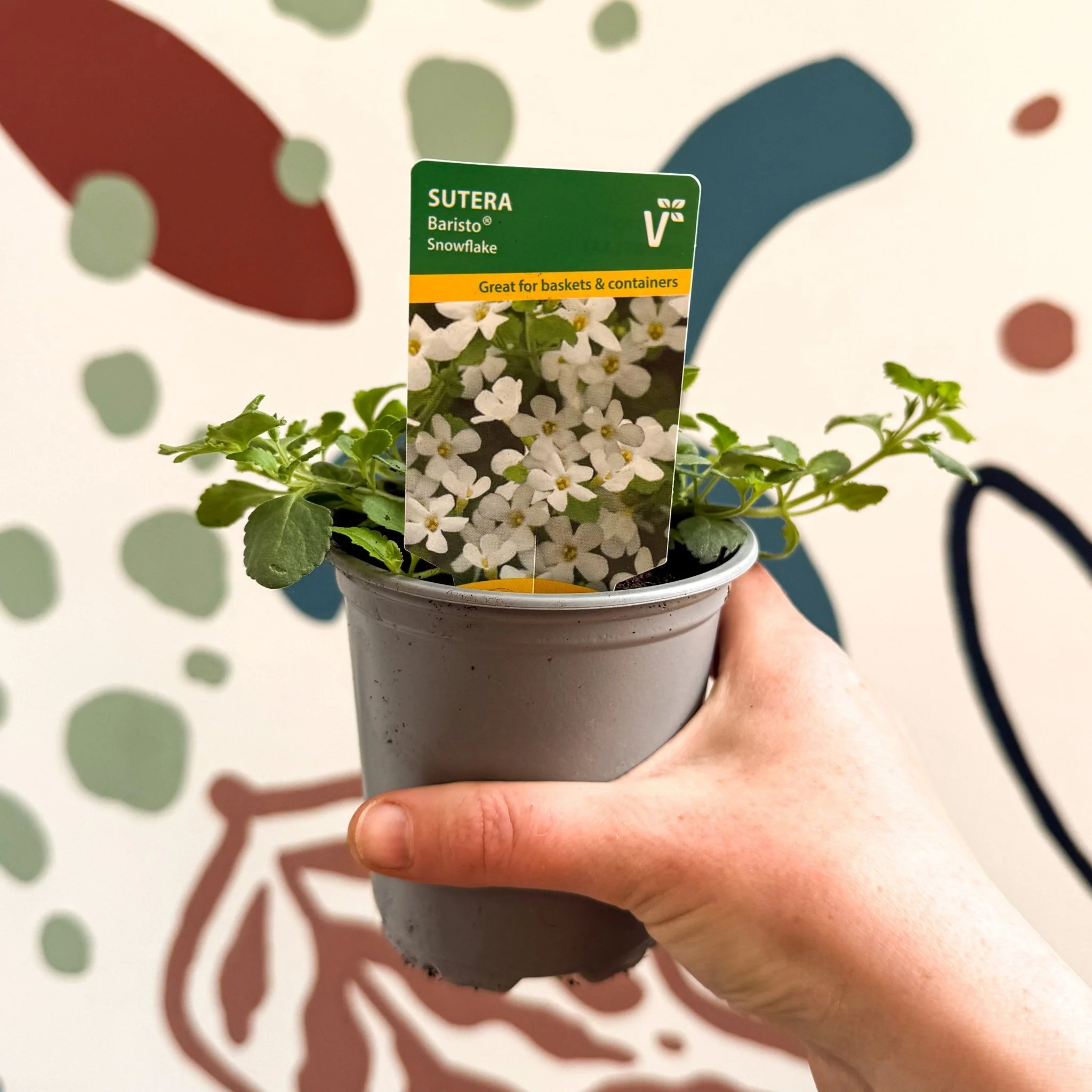 Bacopa 'Baristo® Snowflake' - Sutera diffusus - British Grown