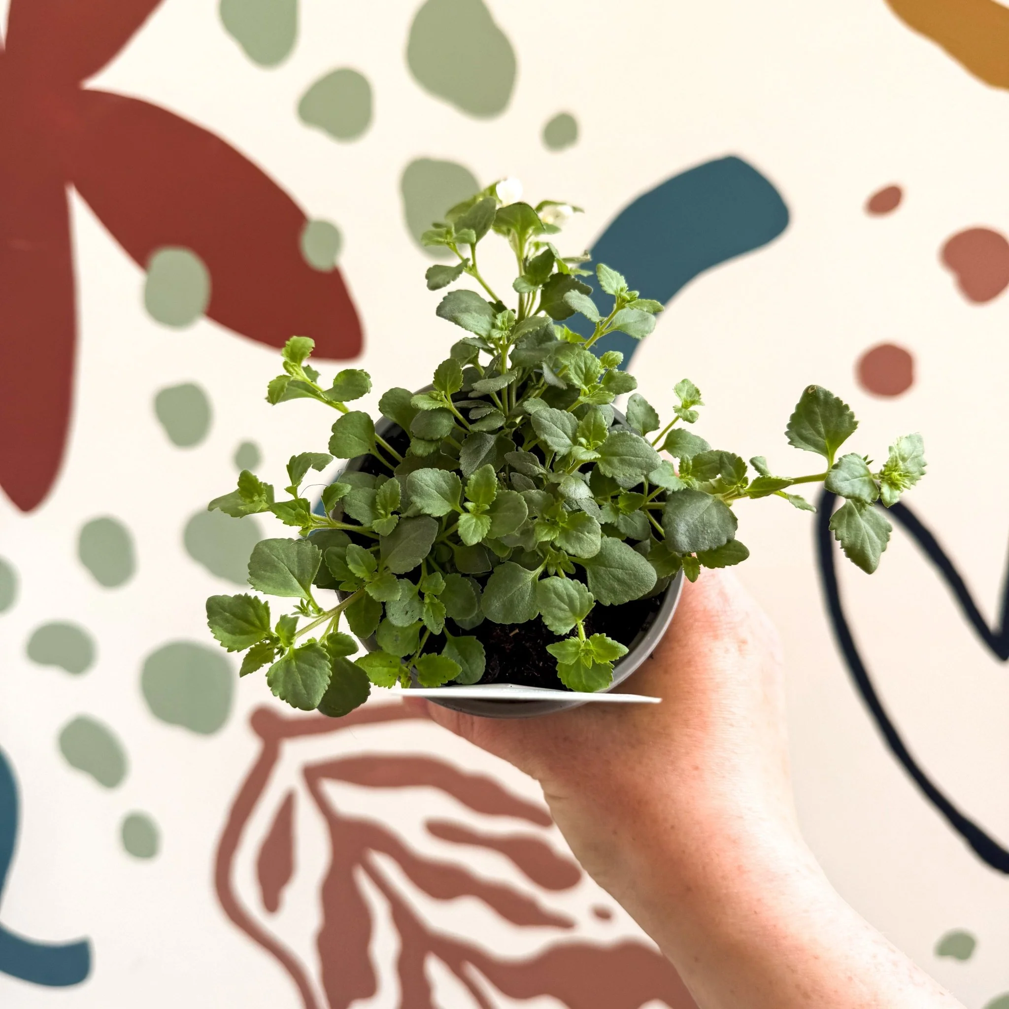 Bacopa 'Baristo® Snowflake' - Sutera diffusus - British Grown - Image 2