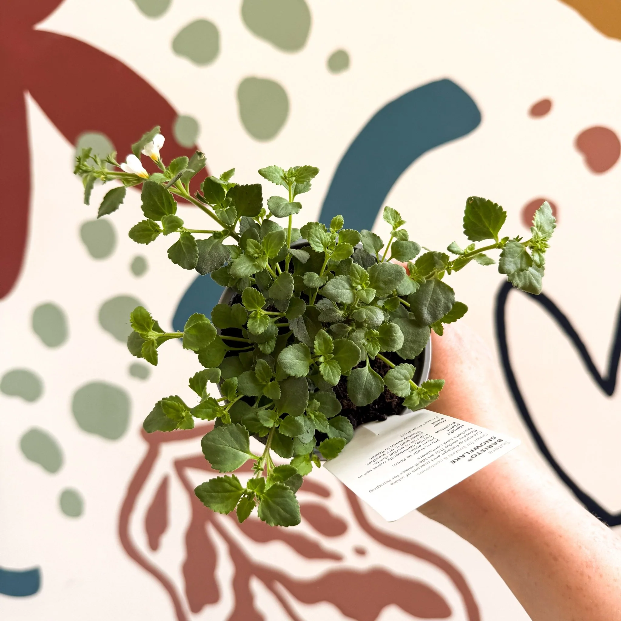 Bacopa 'Baristo® Snowflake' - Sutera diffusus - British Grown - Image 3