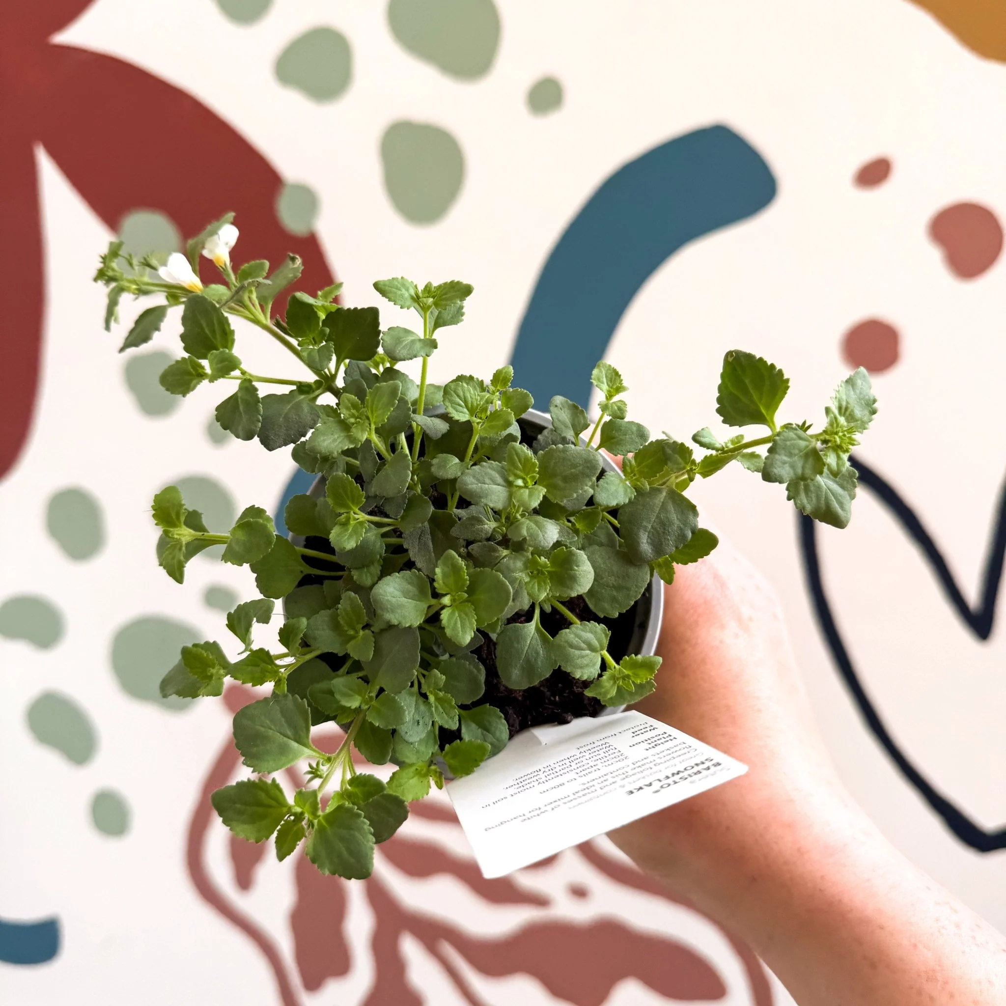 Bacopa 'Baristo® Snowflake' - Sutera diffusus - British Grown - Image 4